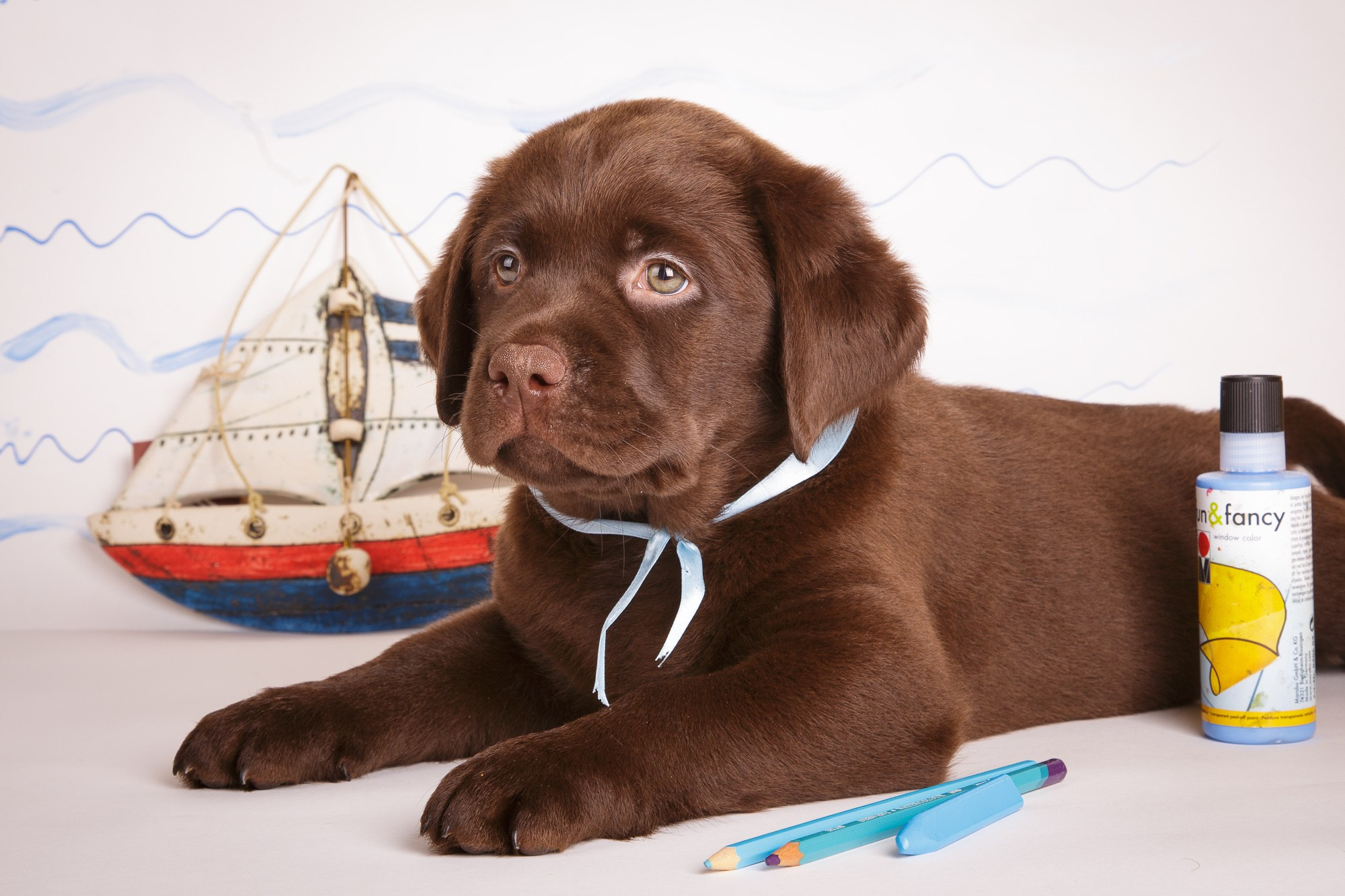 Фотосъёмки щенков. Фотограф-анималист Natalia Deingel | Фотосъемка собак в Москве