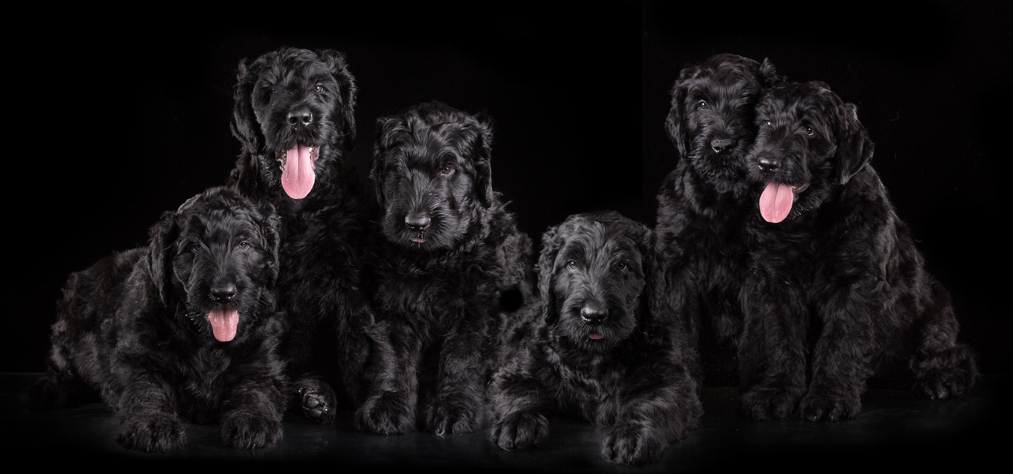 Фотосъёмки щенков. Фотограф-анималист Natalia Deingel | Фотосъемка собак в Москве