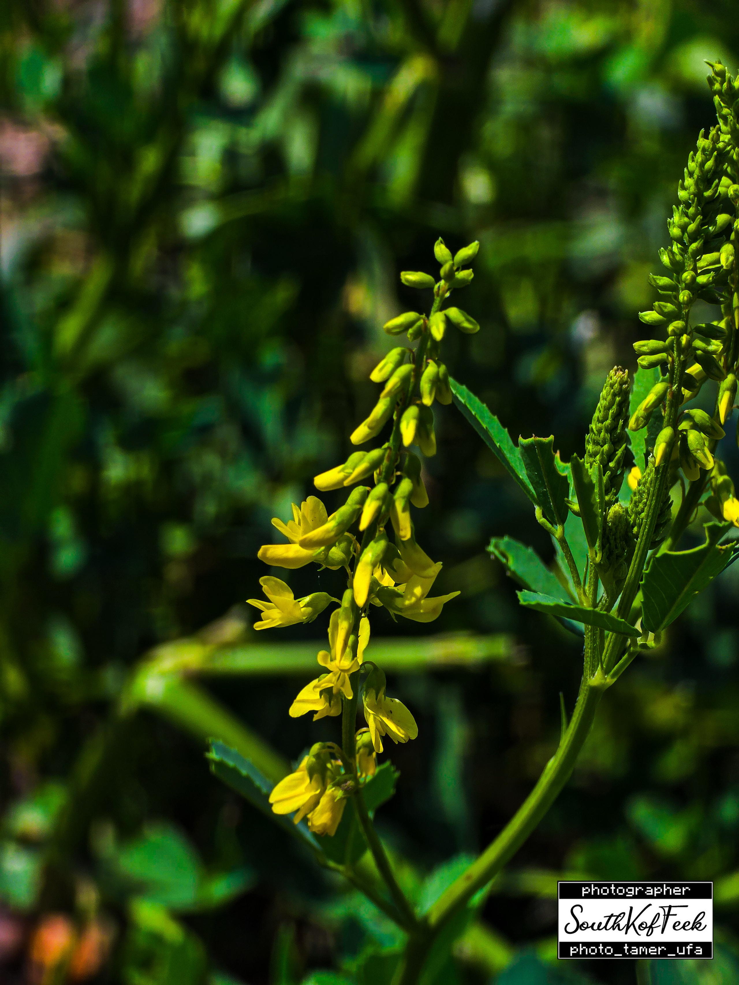 Цветы?. Photo Tamer Ufa