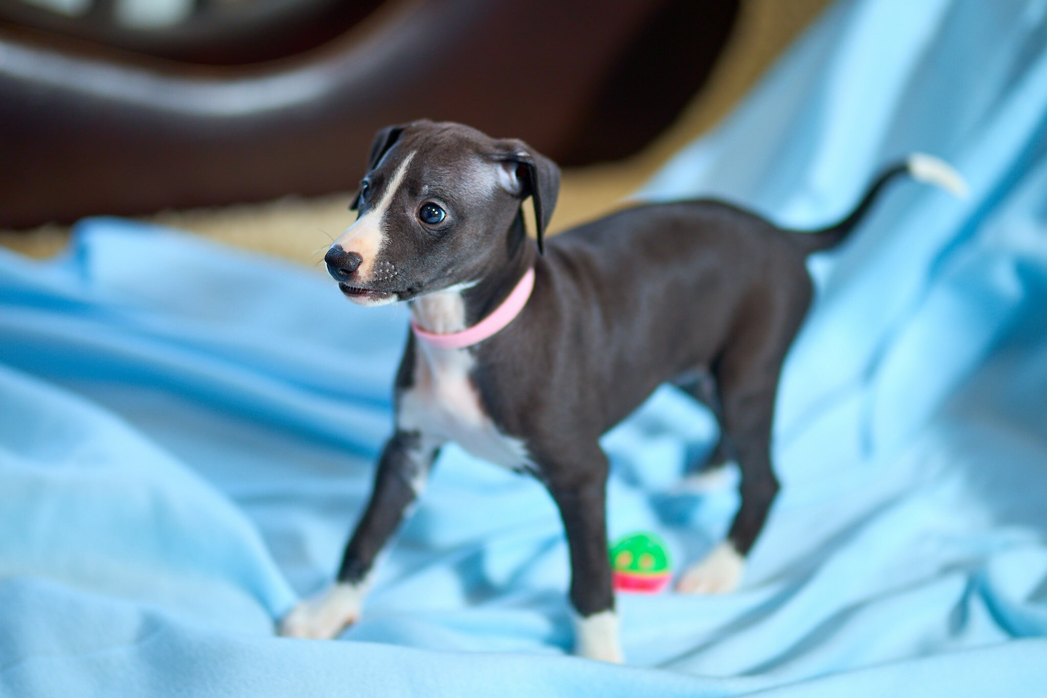 Фотосъёмка собак. Свадебный, школьный (детсадовский) и семейный фотограф в Коврове и Владимирской области