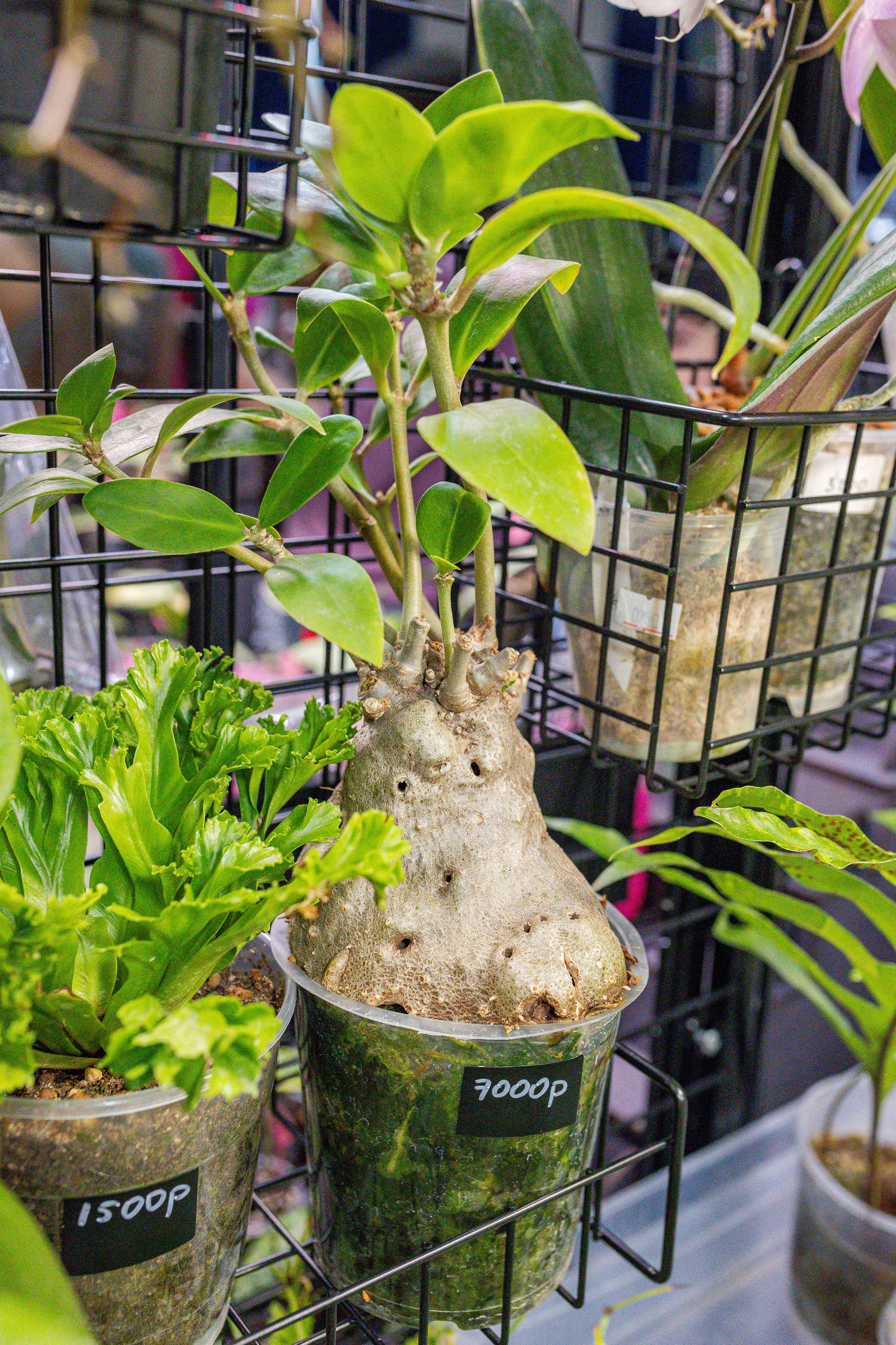 Монстериум апрель 2026. Александра Куликова фотограф, Москва