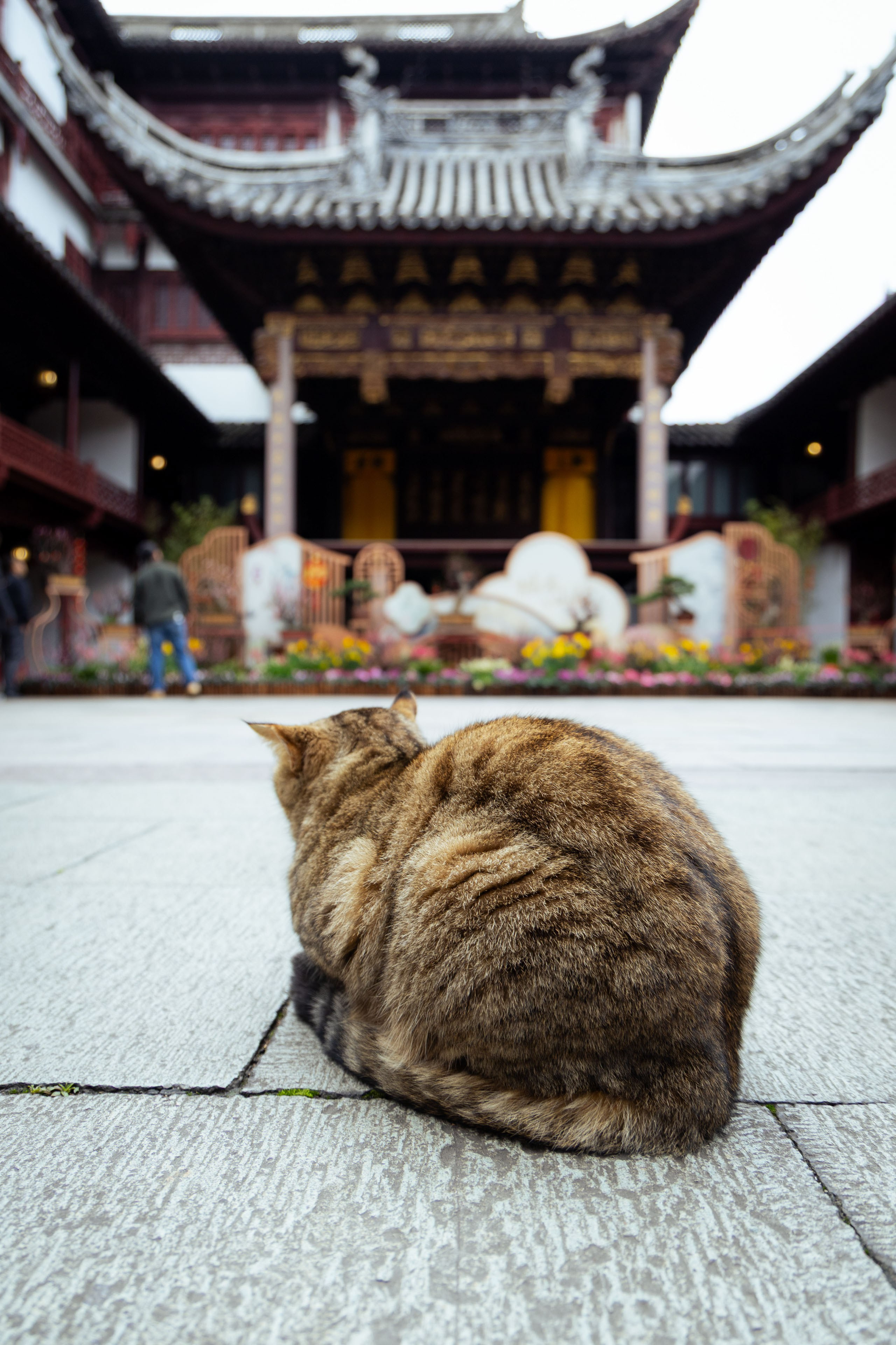 Шанхай (март 2026). Фотограф Виноградов Константин