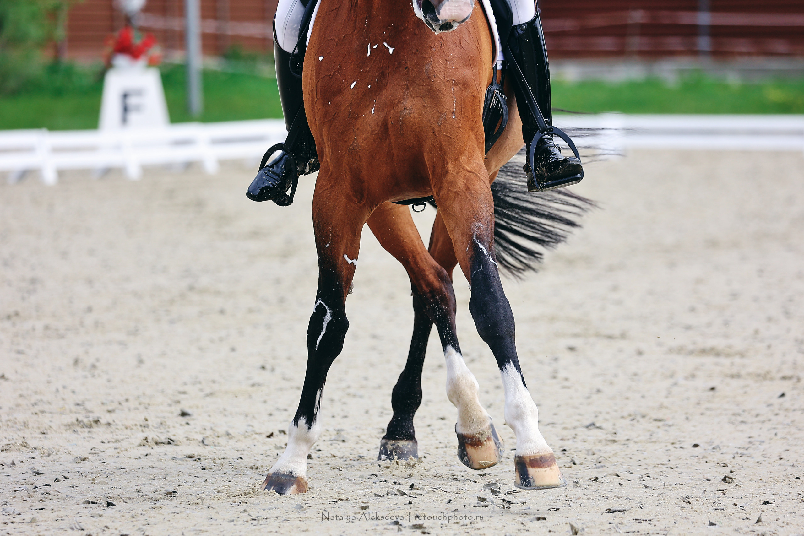 Чемпионат Москвы по выездке, КСК Новый Век | 05'2022. Репортажный фотограф и ретушер в Москве Наталья Алексеева