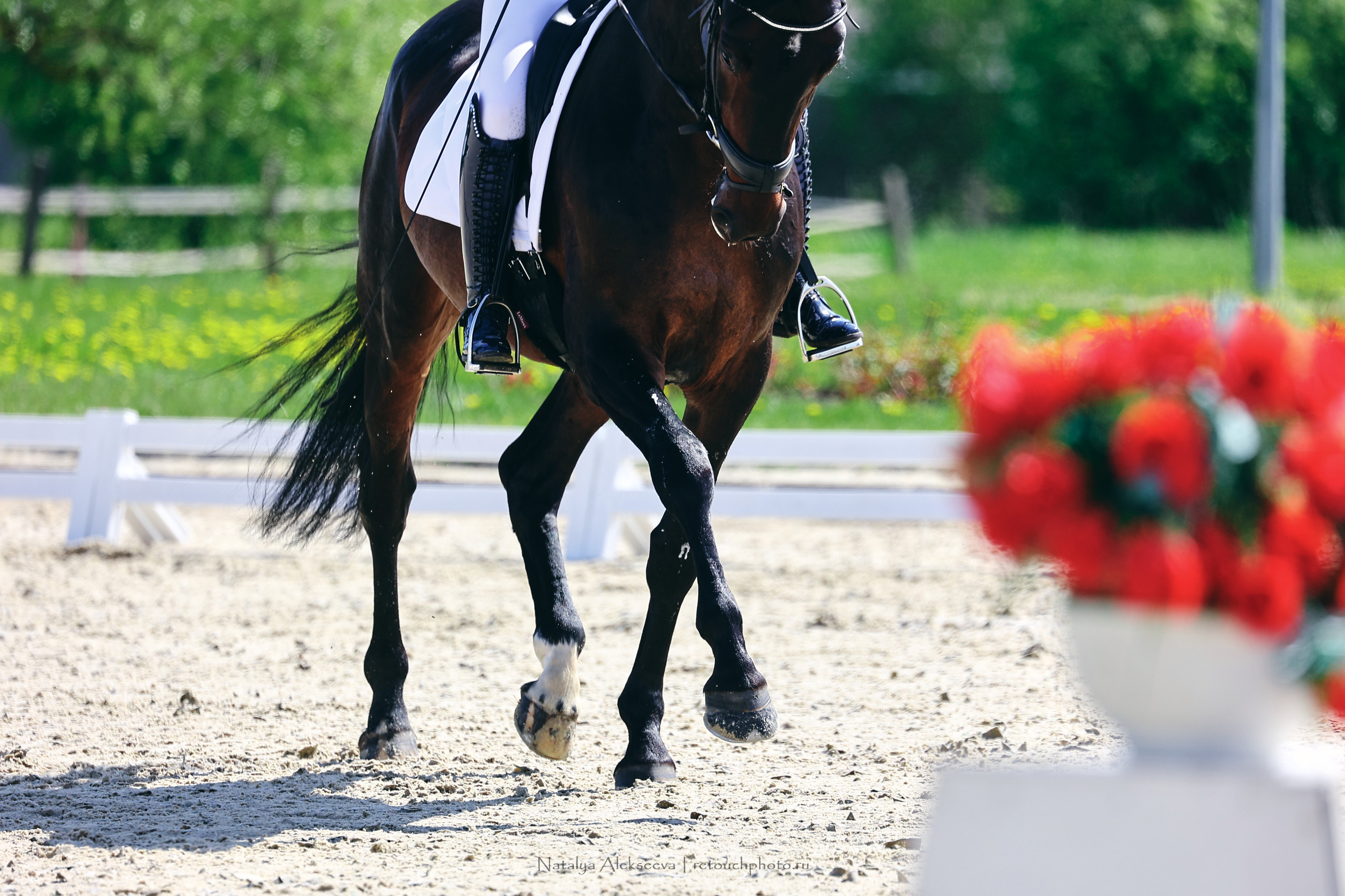 Чемпионат Москвы по выездке, КСК Новый Век | 05'2022. Репортажный фотограф и ретушер в Москве Наталья Алексеева