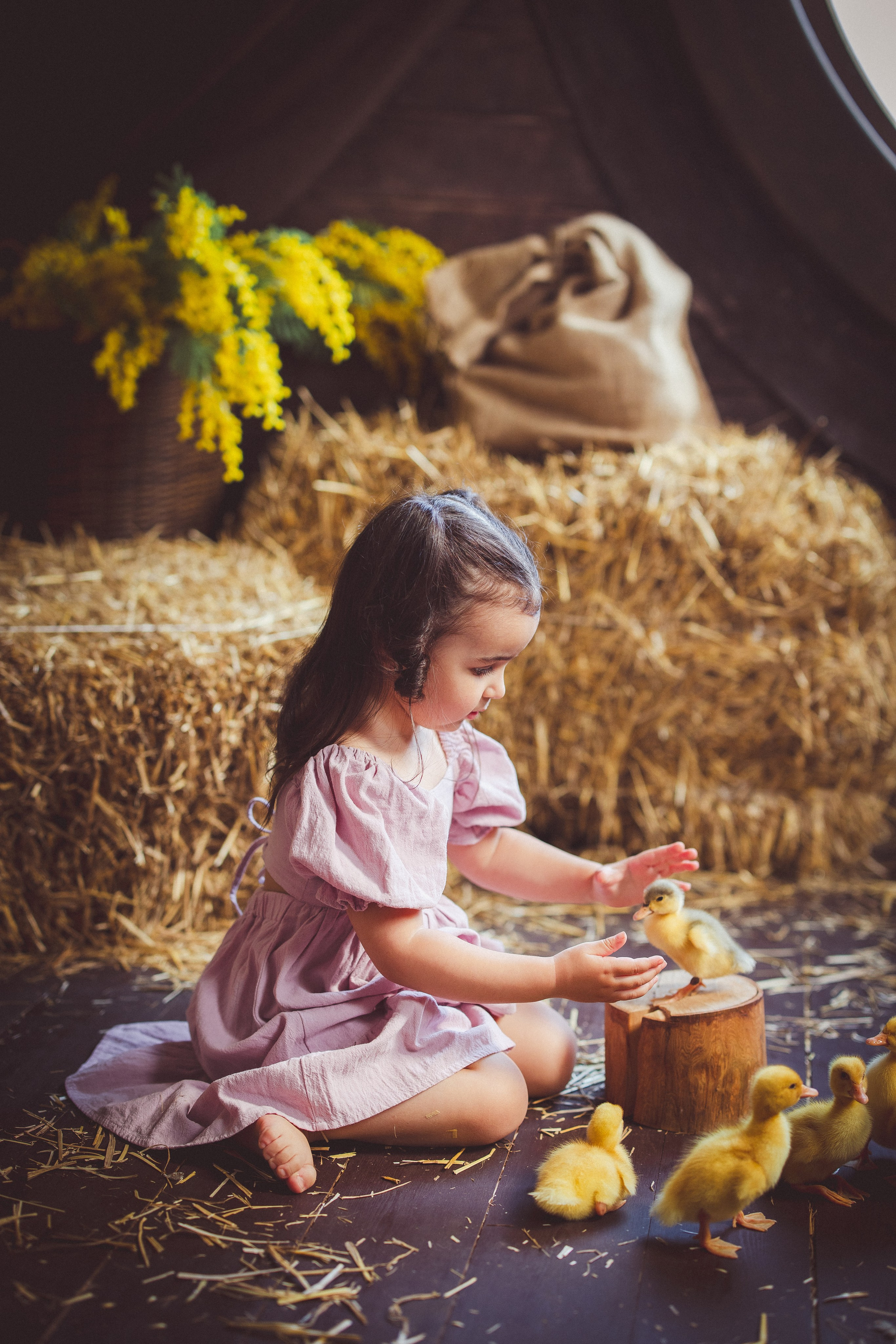 Пасхальный фотопроект с козочкой и утятами, в фотостудии «Эль» 2024 г. Семейный и детский фотограф в Краснодаре Анна Трашкова