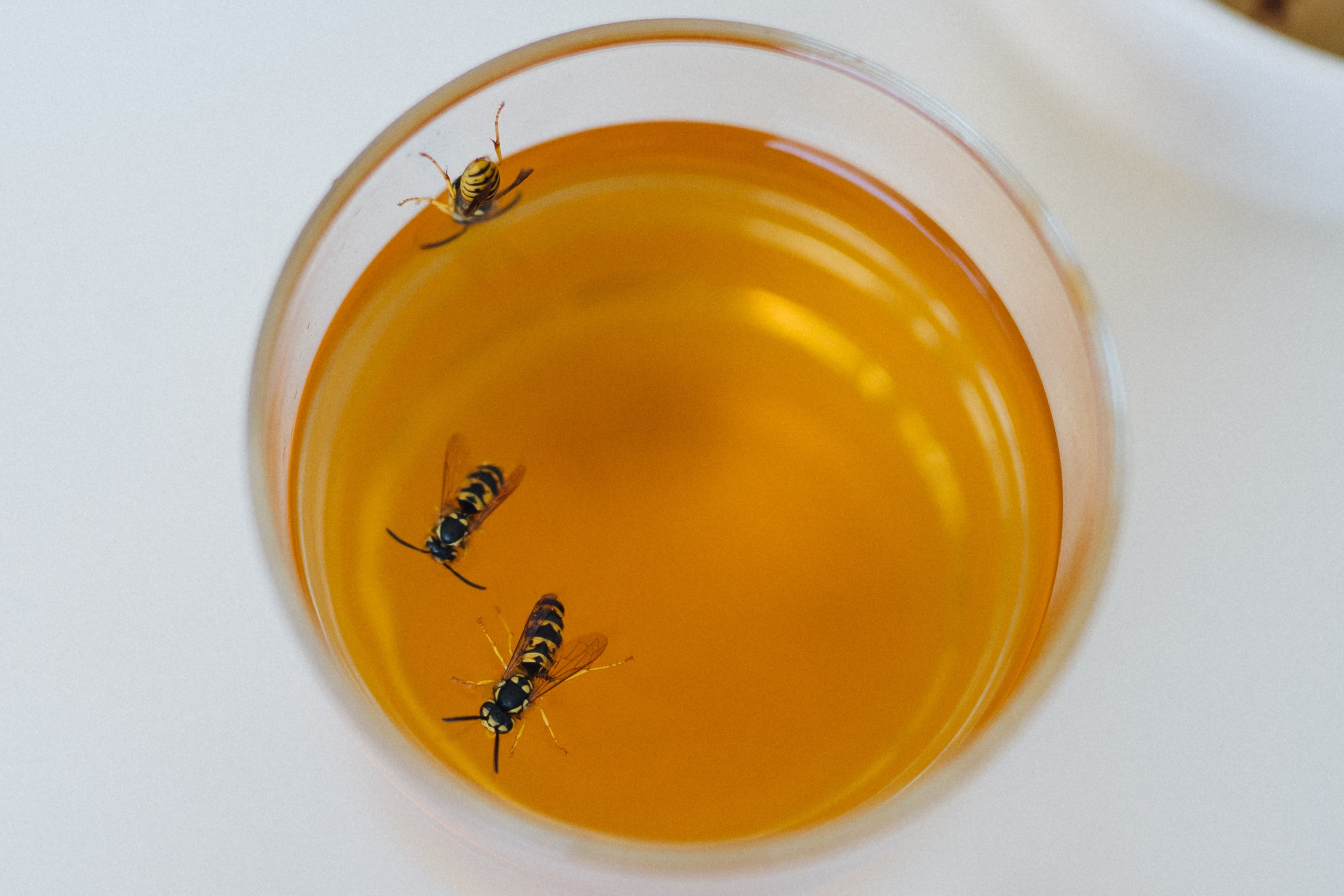 Егор+Вика. Свадебный и репортажный фотограф Александр Родин