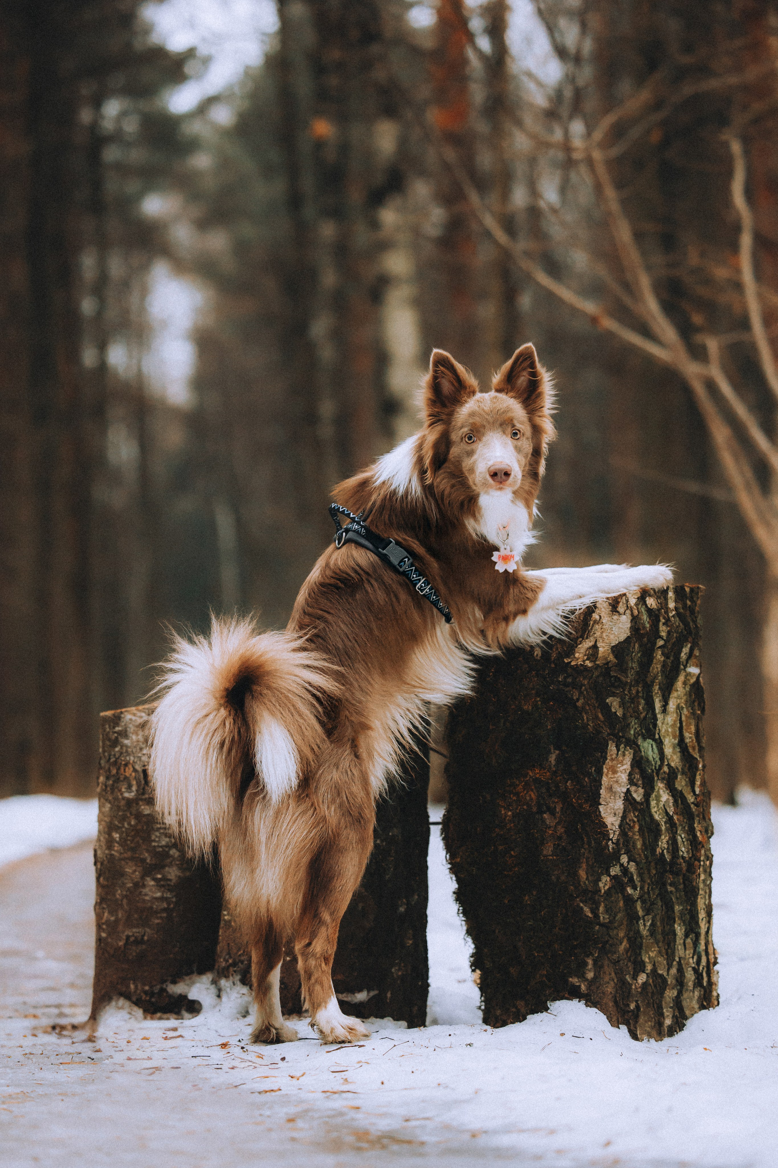 Полина, Милли и Паддингтон