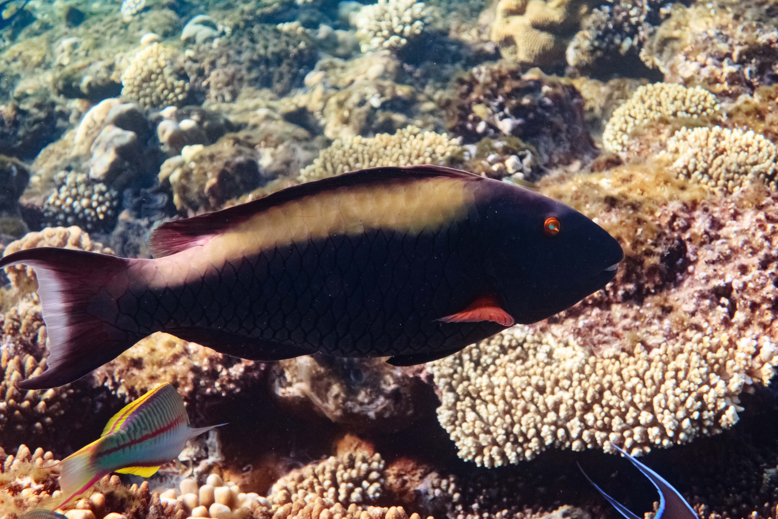 Fish. Фотограф Светлана Голицына