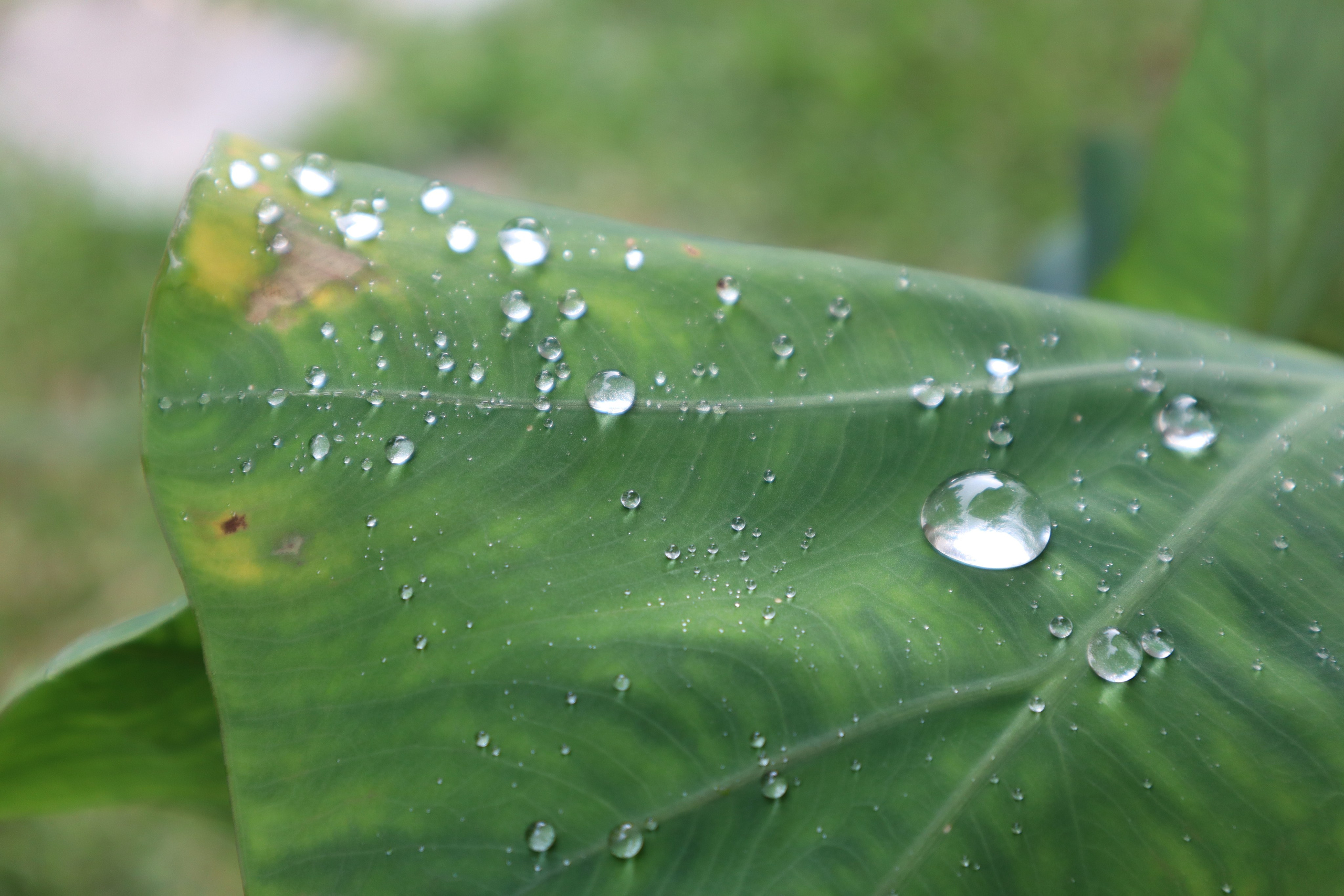 Путешествие на родину птицы додо. Travel photographer Ksenia