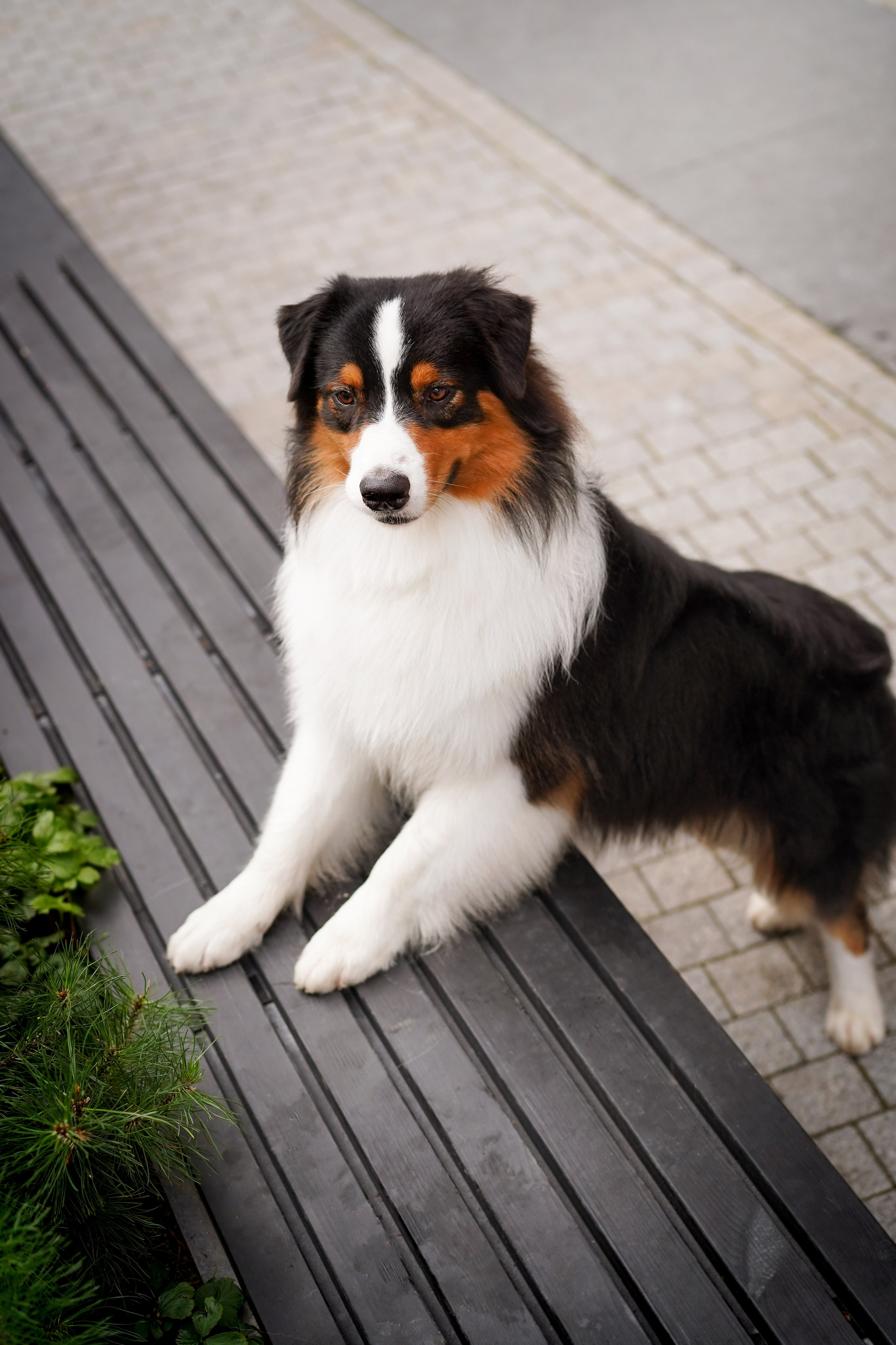 Кристина Катя Гермиона и Бэст. Фотограф-анималист в Санкт-Петербурге Яна Мартынова