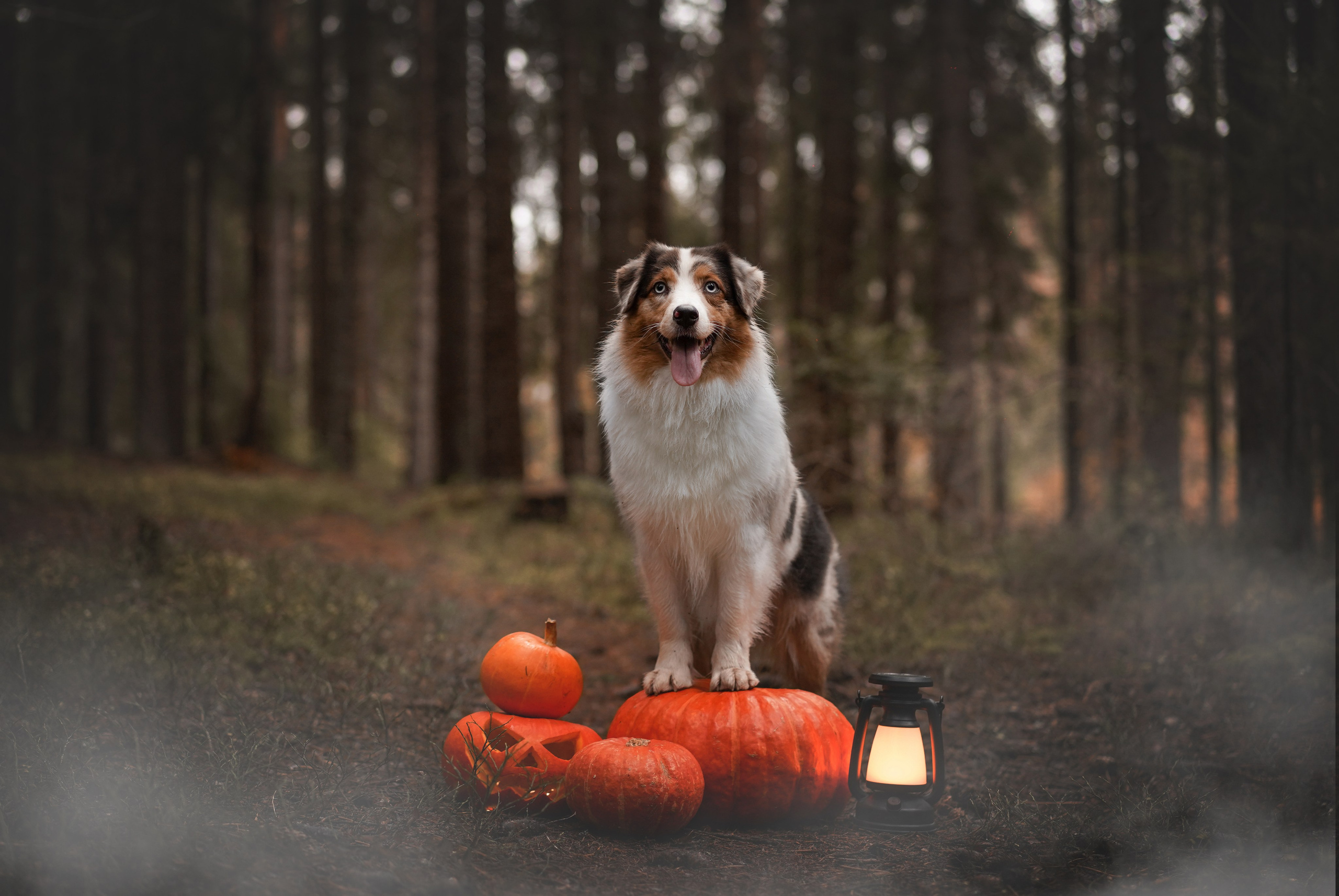 Аусси Хэллоуин 24. Фотограф-анималист в Санкт-Петербурге Яна Мартынова