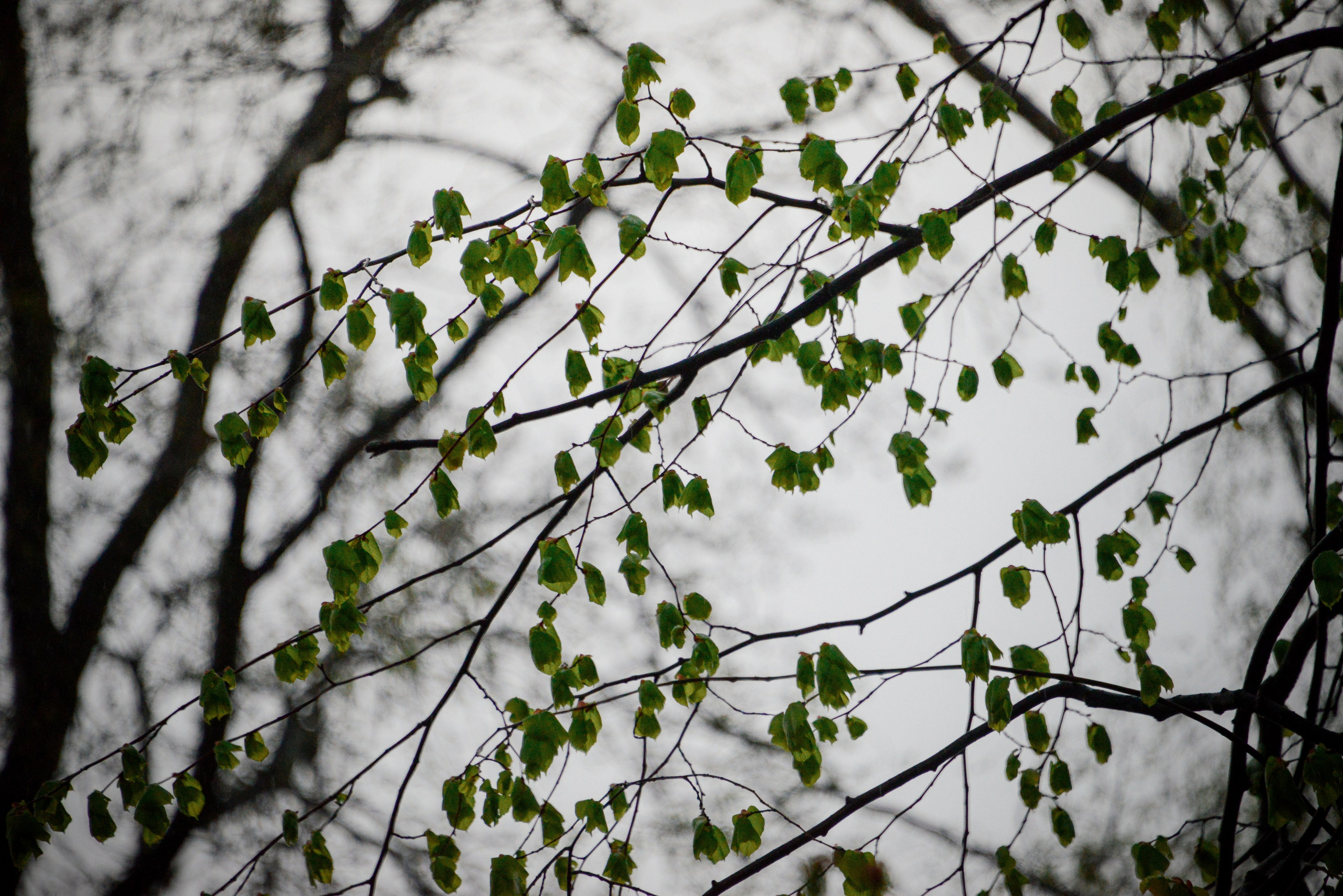 Молодые зелёные весенние листья на фоне пасмурного серого неба, плохая погода весной, природный фон.