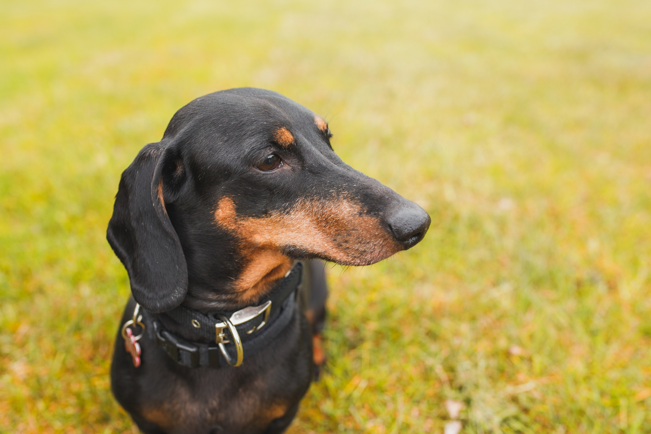 Фотопрогулка большой семьи с двумя собаками летом. Семейный и школьный фотограф в Москве Анна Ткач