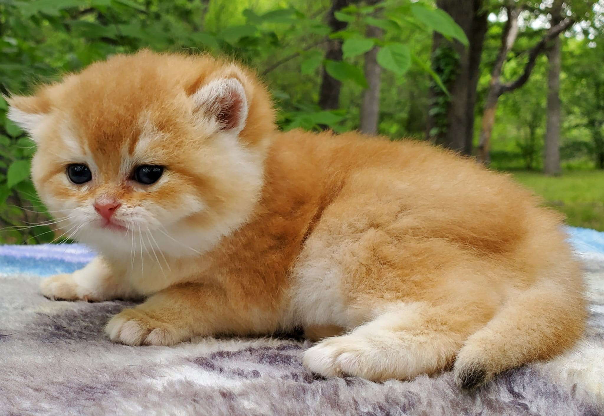 Patisson, male, DB-03.31.25, sold. British shorhair Cats