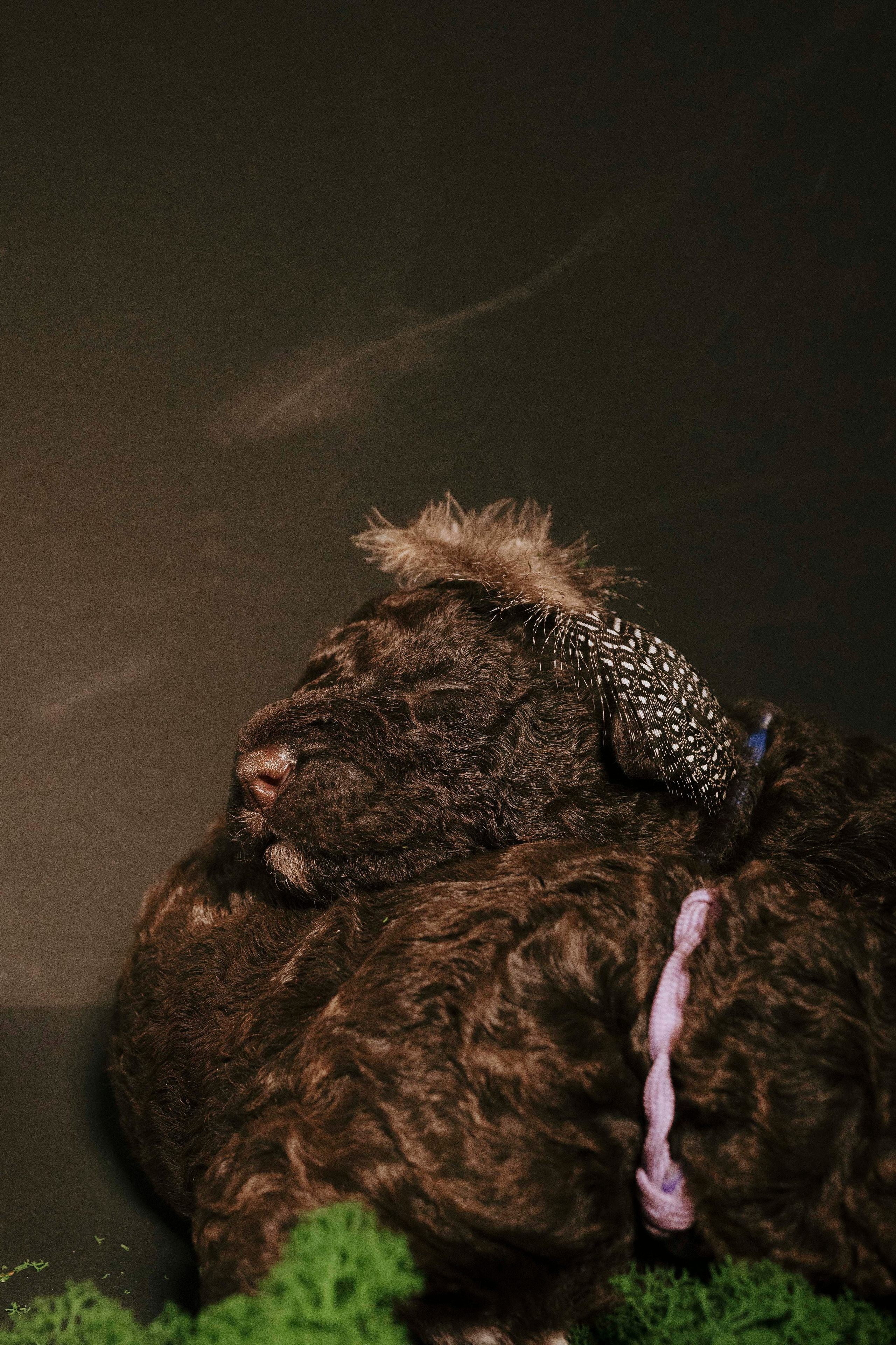 Испанские водяные. Фотограф- анималист Александра Матвеева