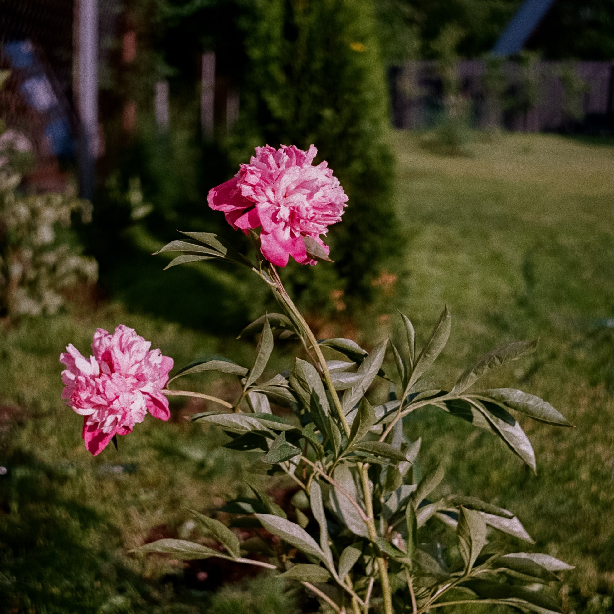 Minox 35 GT (2) / Fujicolor Superia X-tra 400 (просрочка) / июнь 2024