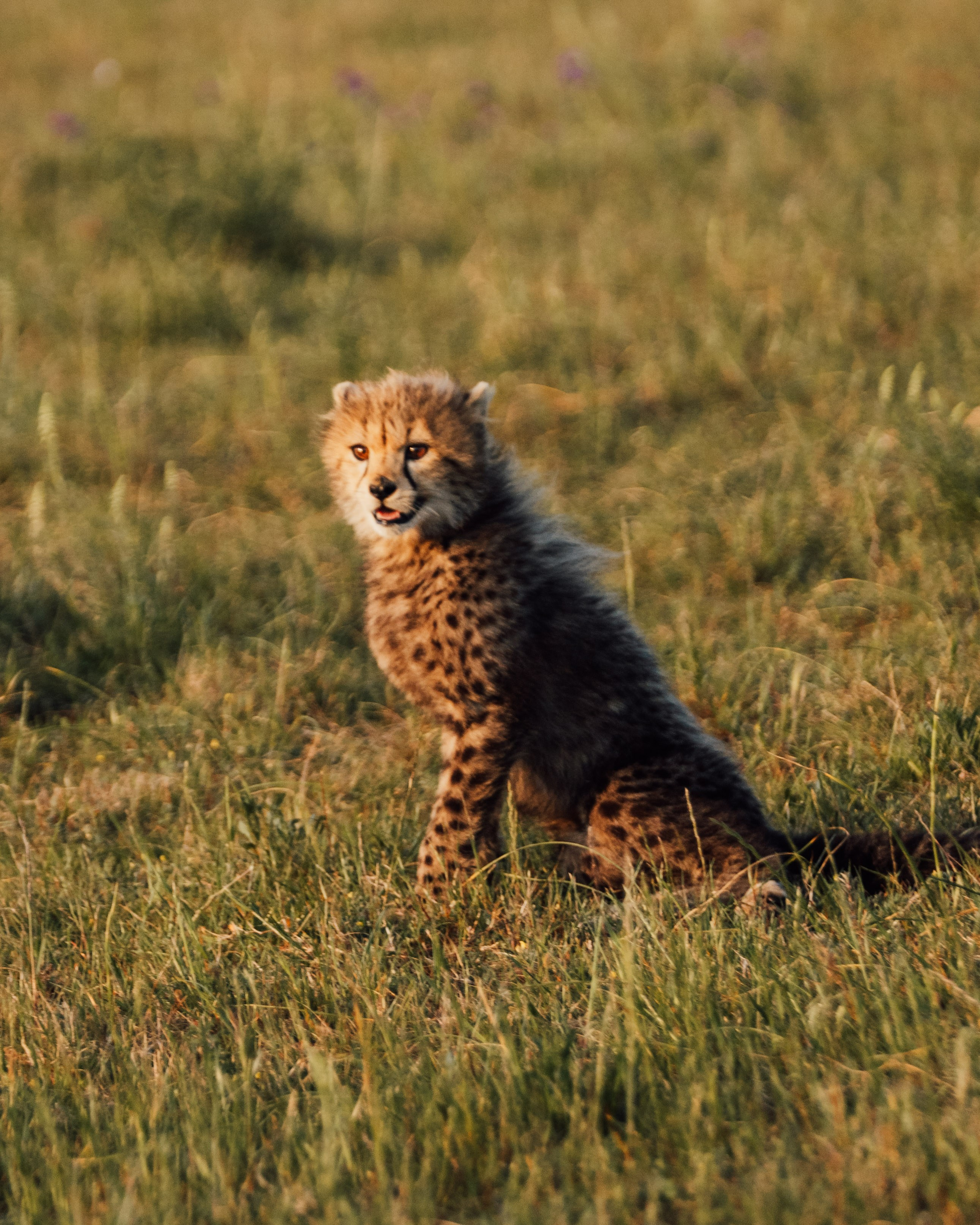 Africa/UAR. @oljiofilm: Олег Иванов — фотограф