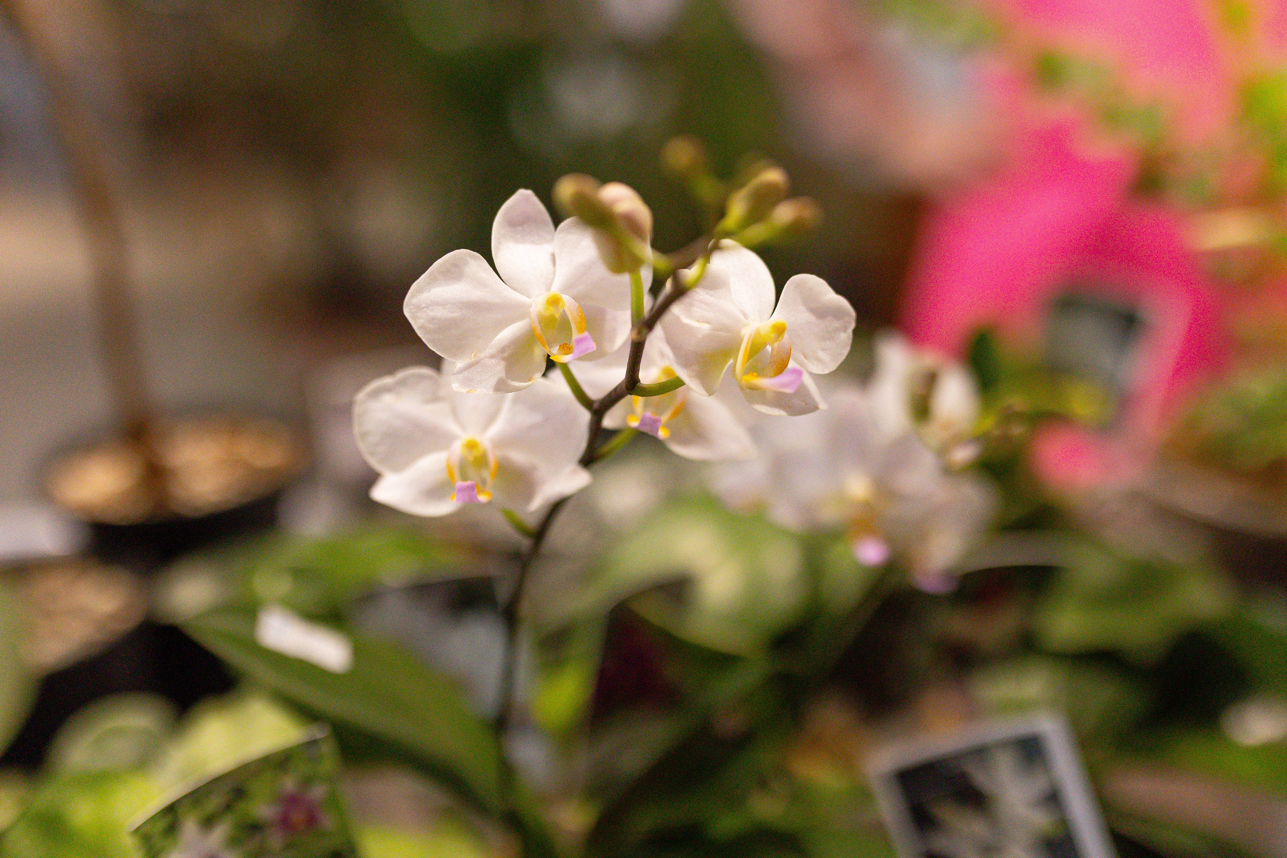 Ярмарка Green Rare 20.09.25. Александра Куликова фотограф, Москва