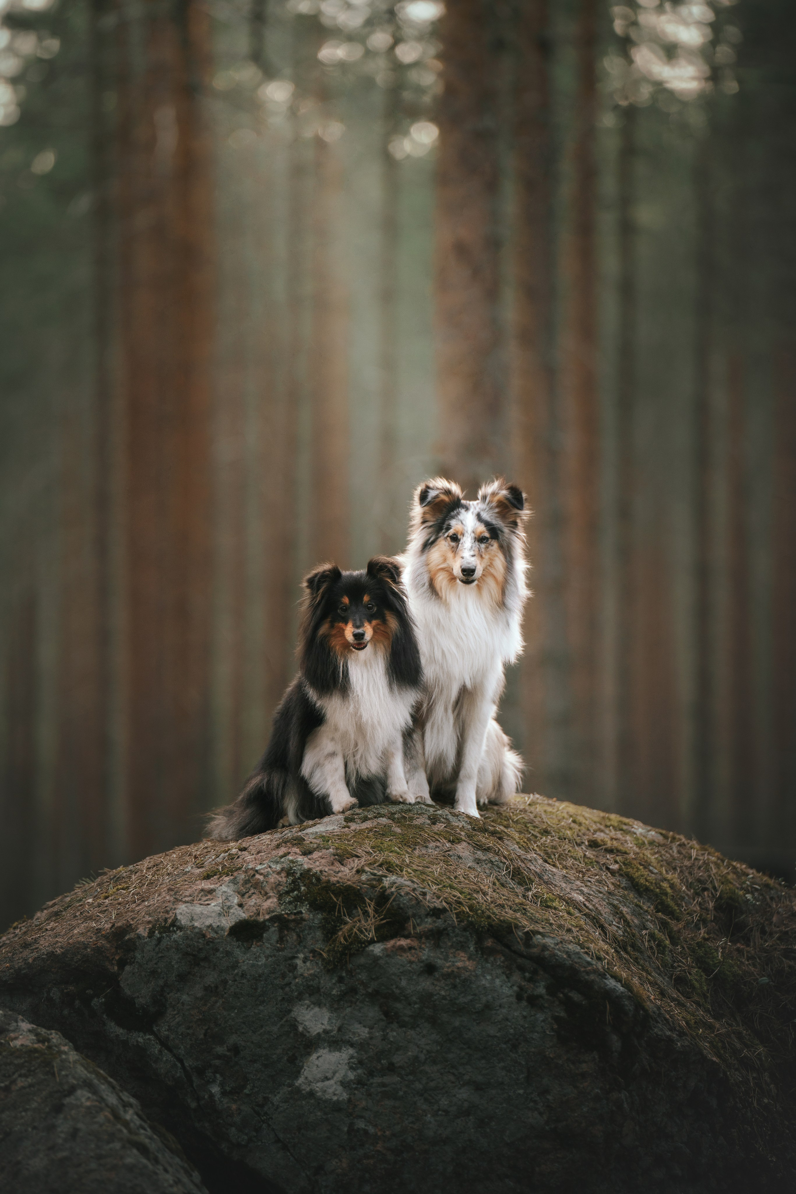 Мила и Лейла. Фотограф анималист Осипчикова Мария