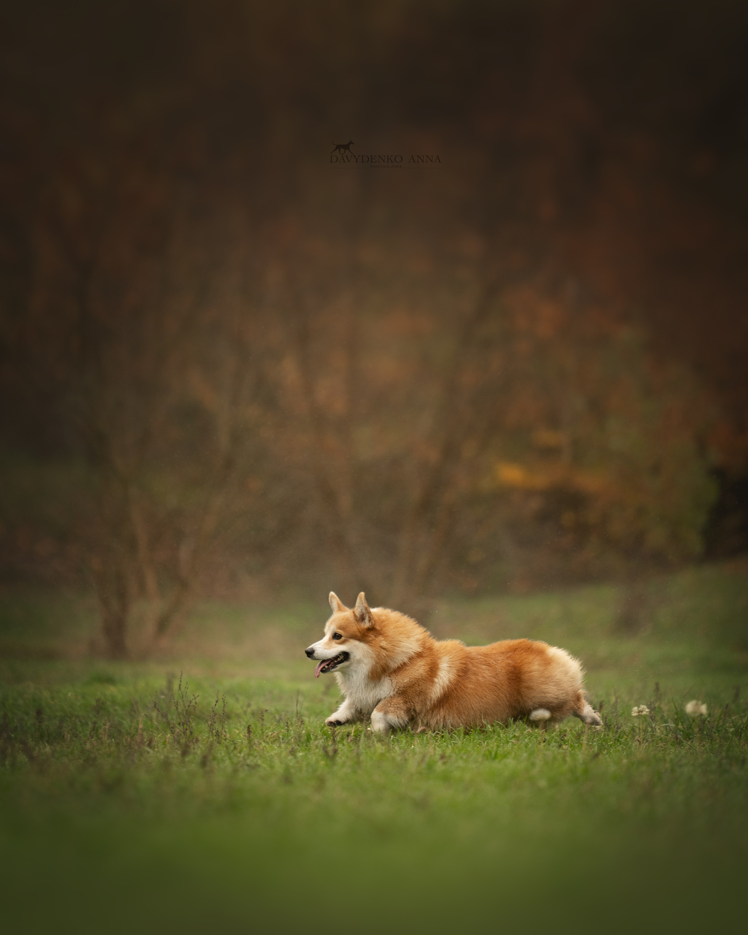 фотосессия собак краснодар выставка собак фотограф анималист сочи 