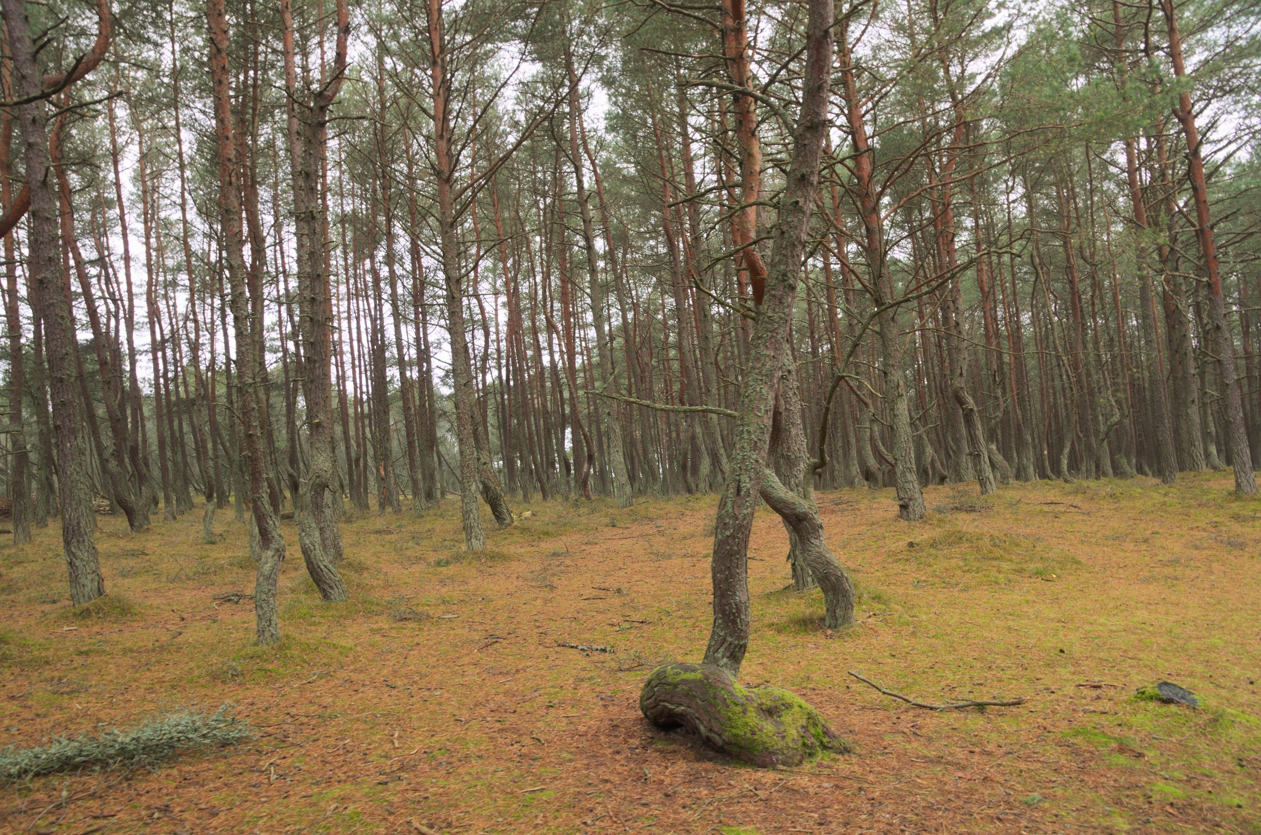 Калининград | 03-05.11.2018. Галерея Фантим