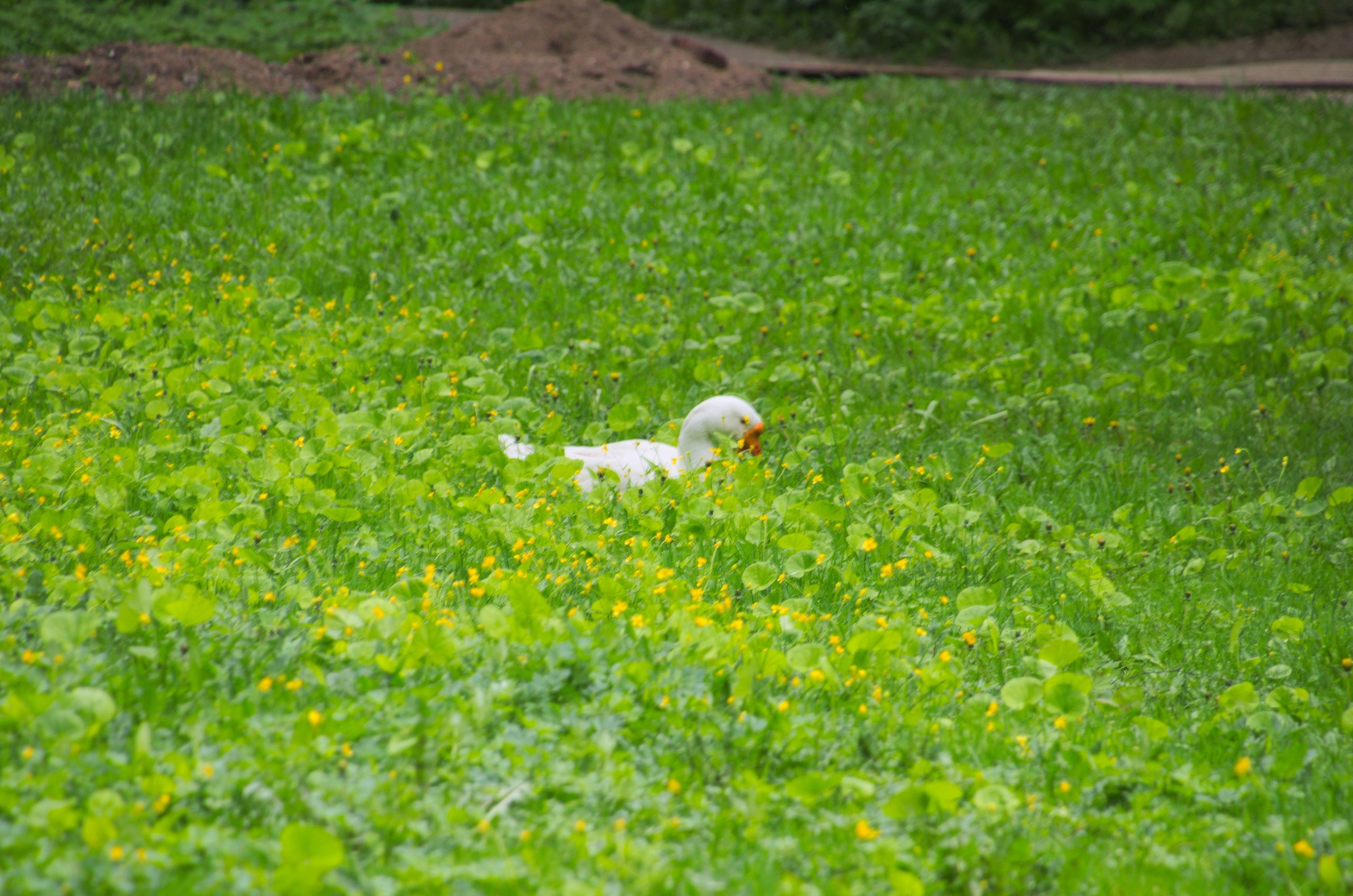 Мелихово | 21.05.2017. Галерея Фантим