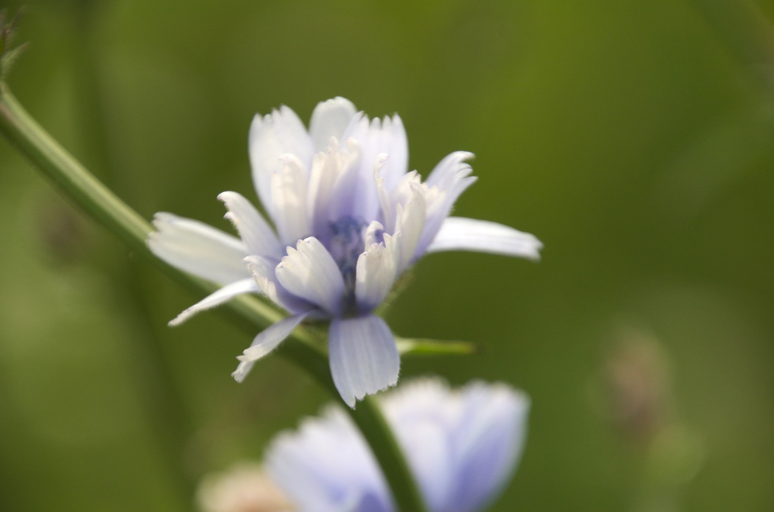 Константиново | 16.07.2017. Галерея Фантим