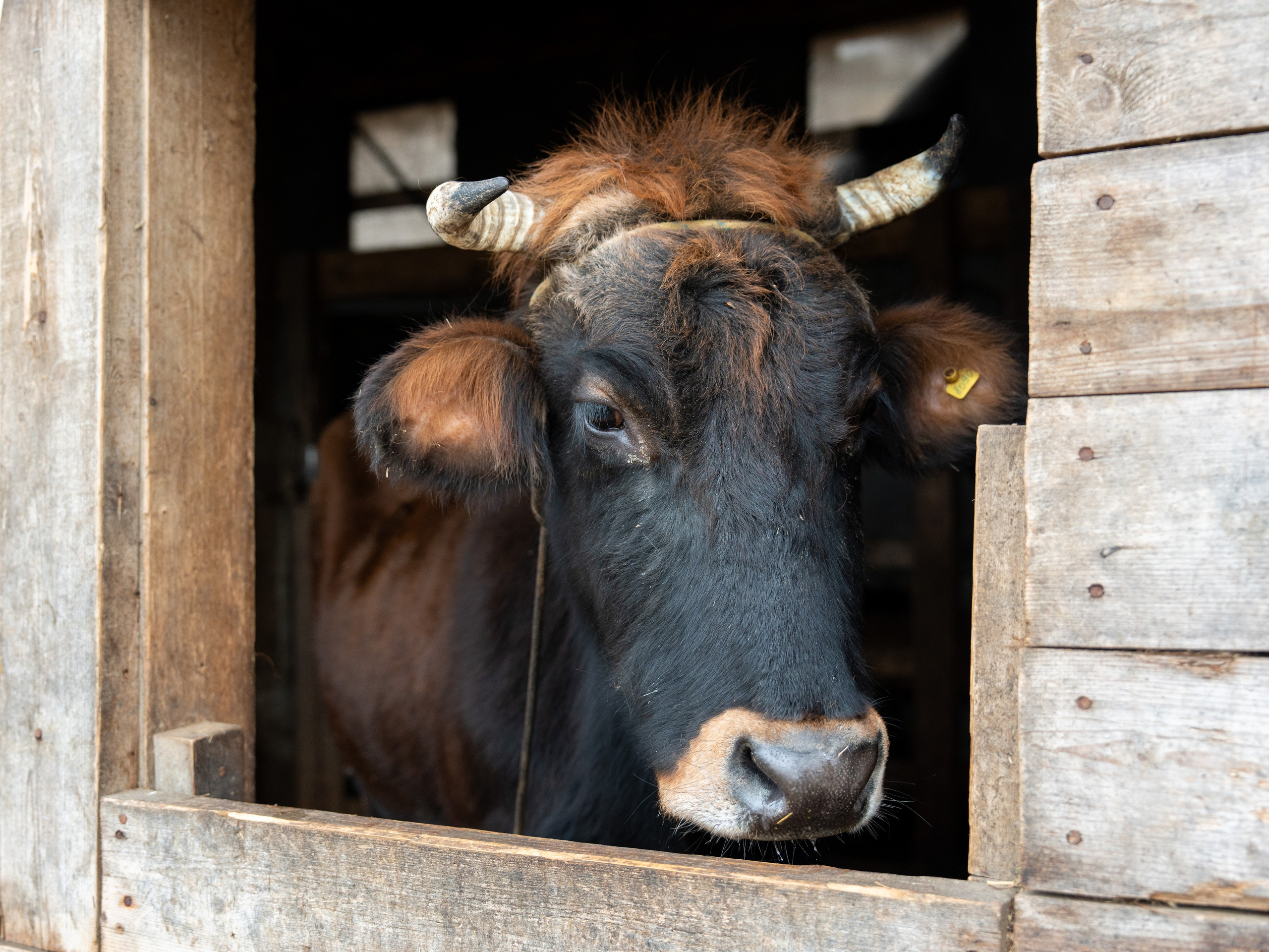 MICE мероприятие на ферме Экзархо. Репортажный фотограф в Красной Поляне и Сочи Павлюченко Екатерина