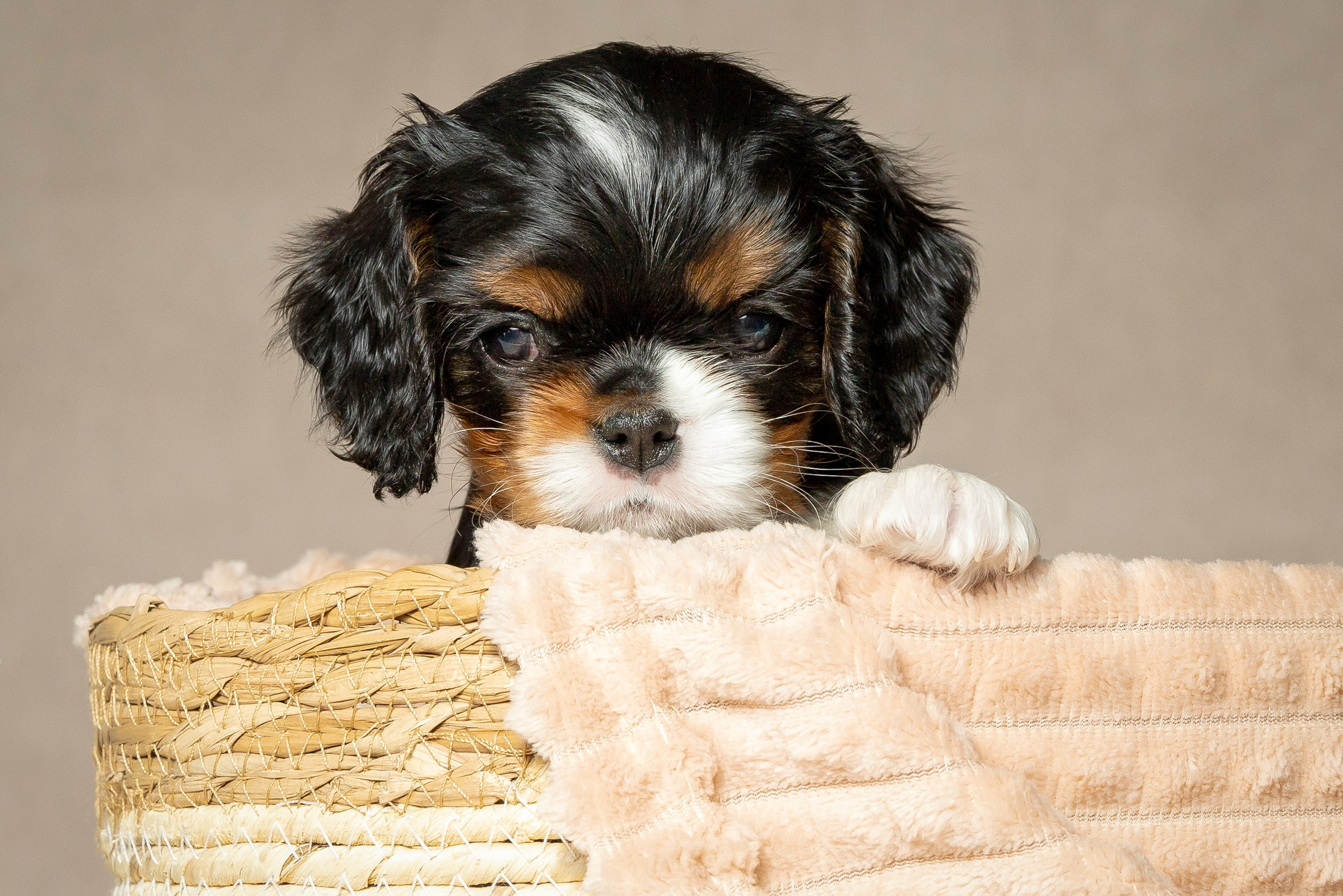 Кавалер Кинг Чарльз спаниель. Юлия Микульская. Рыбинск