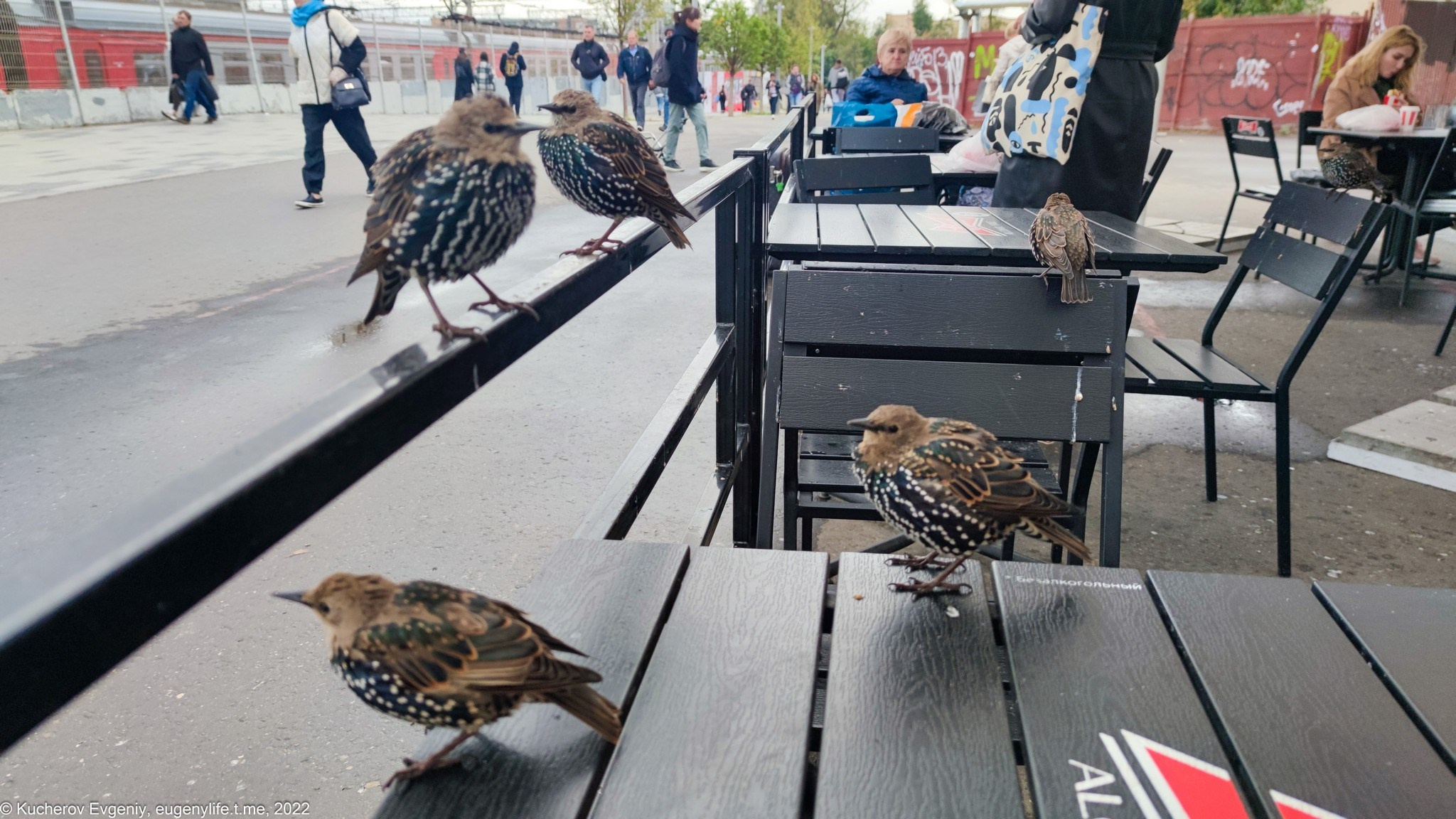 Скворцы. Кучеров Евгений. Фотограф