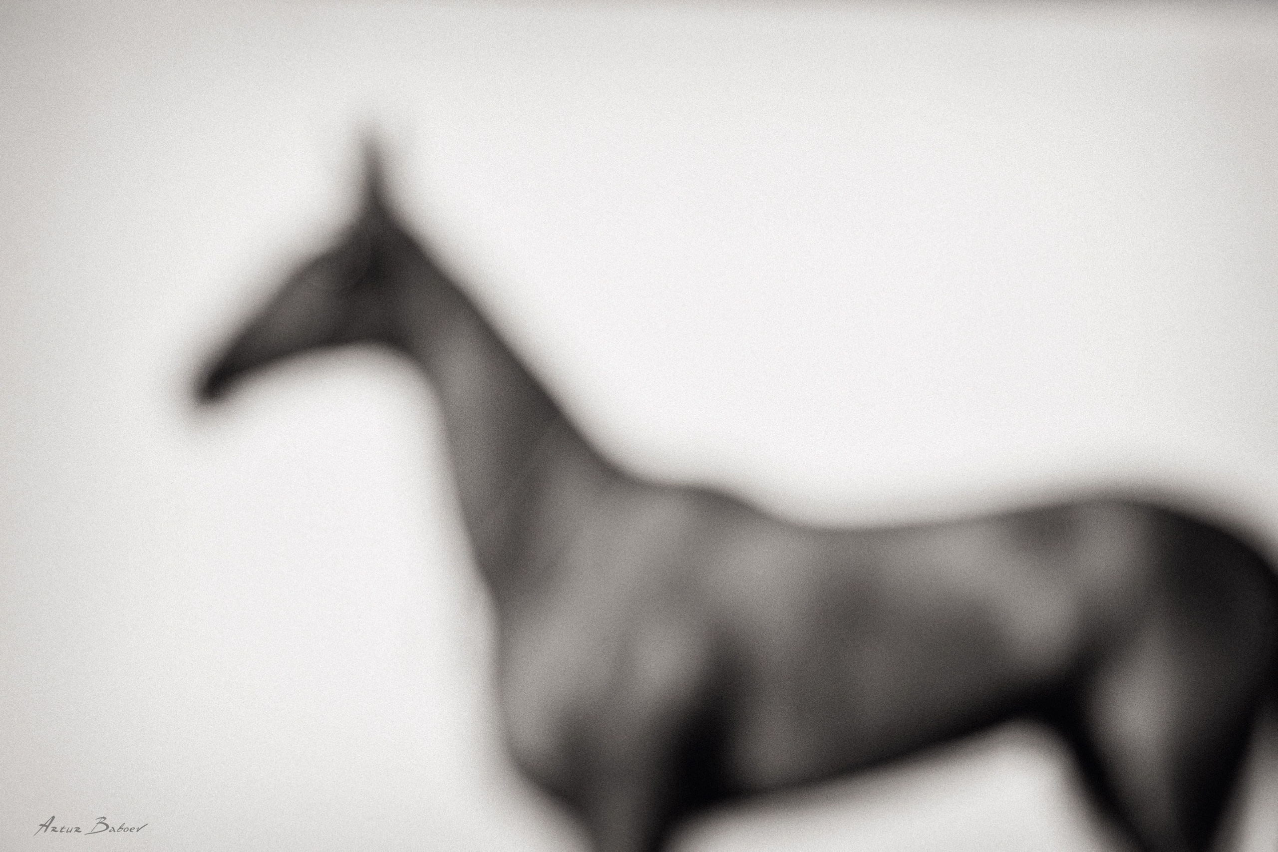 Gallery. Art photos of horses — ARTUR BABOEV | Photographer