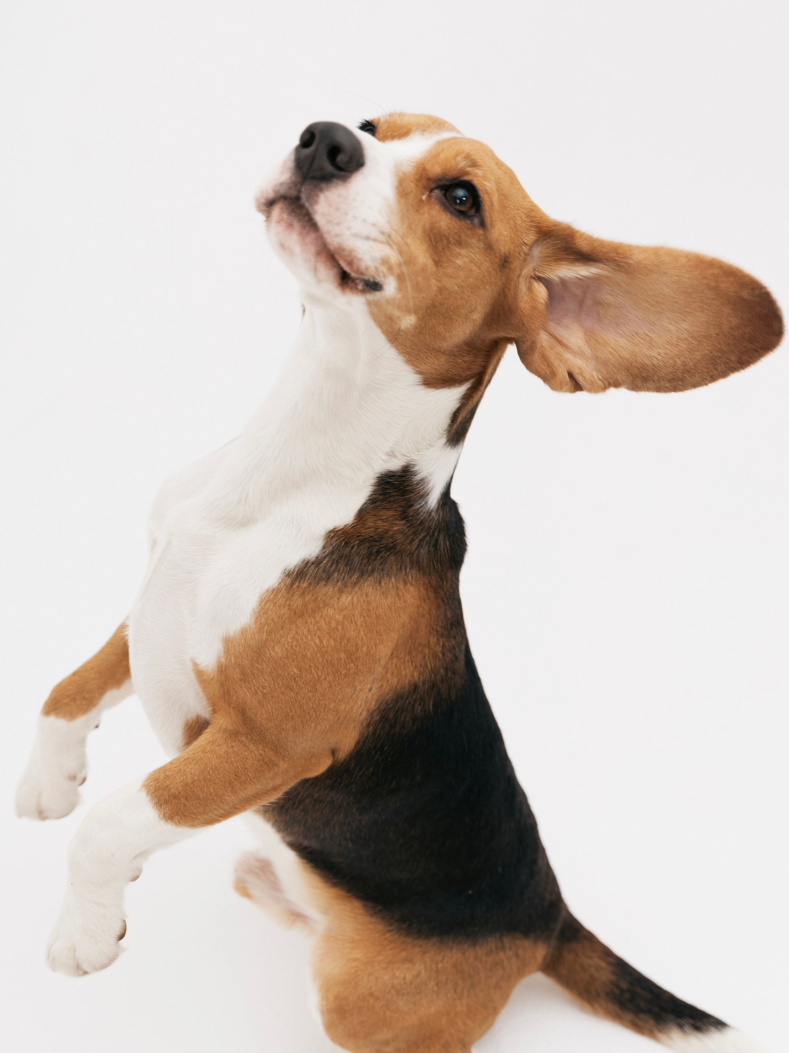 Биглемания. DRIPSTOCK MAG