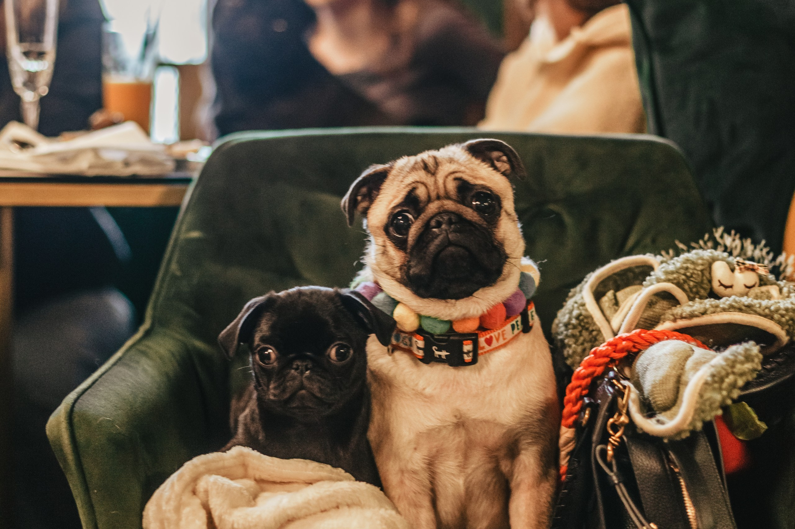 Мопсовстреча 02.12.2023. Фотограф-анималист Татьяна Степанова