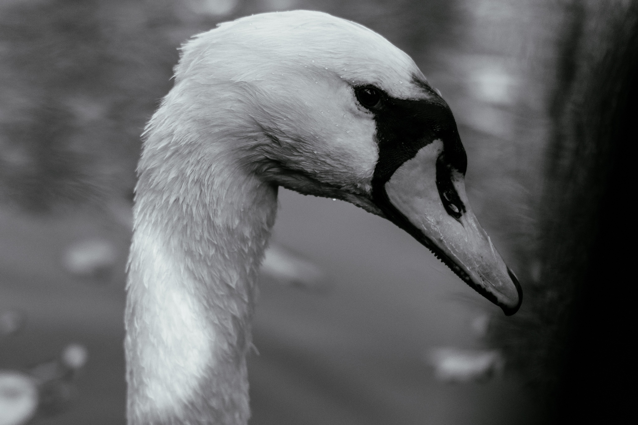 Георгий и Юлия. Свадебный организатор в Ростове-на-Дону Яснов Роман
