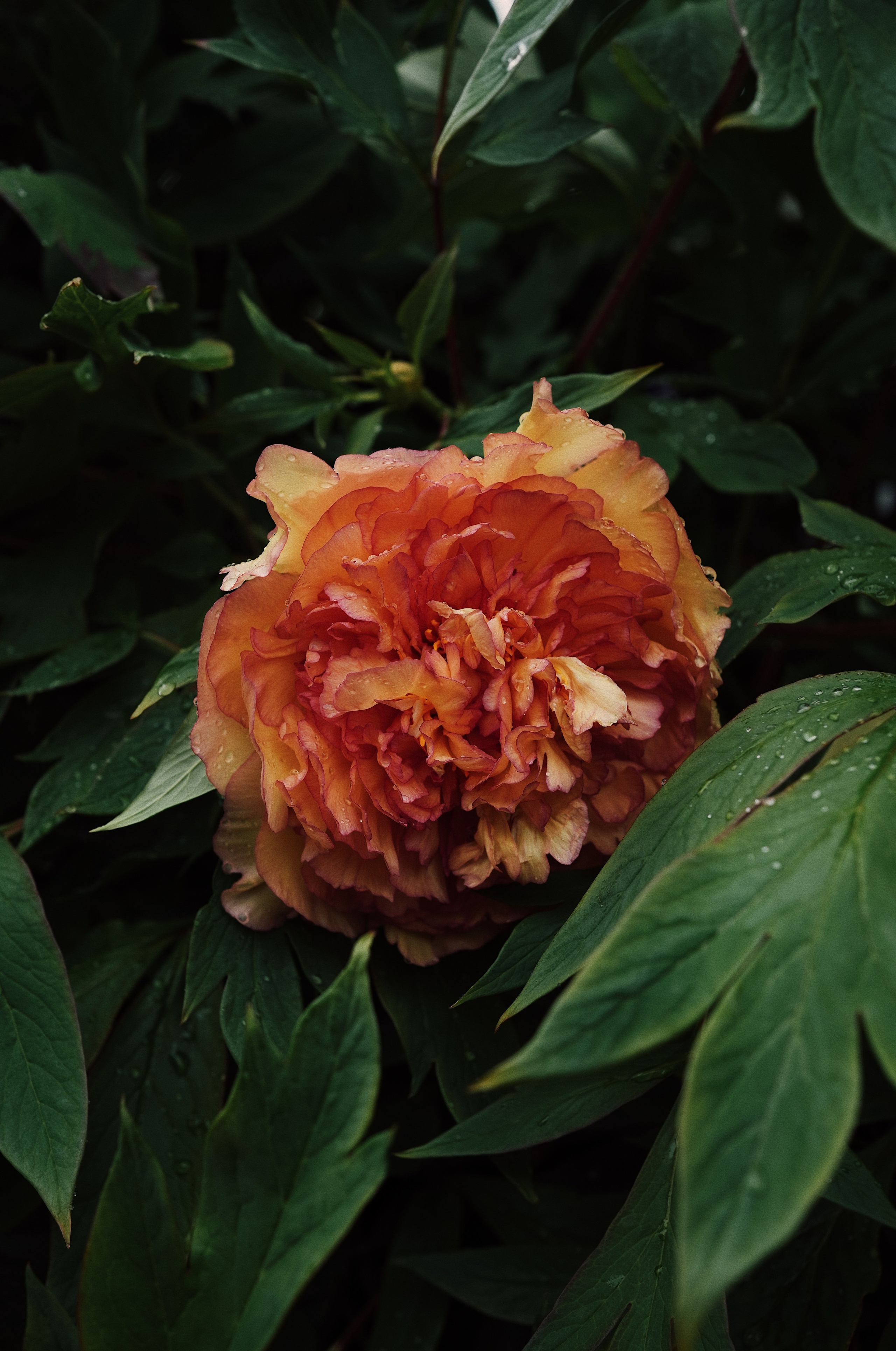 Botanical garden cards. Ксения Копна. Фотограф из Санкт-Петербурга