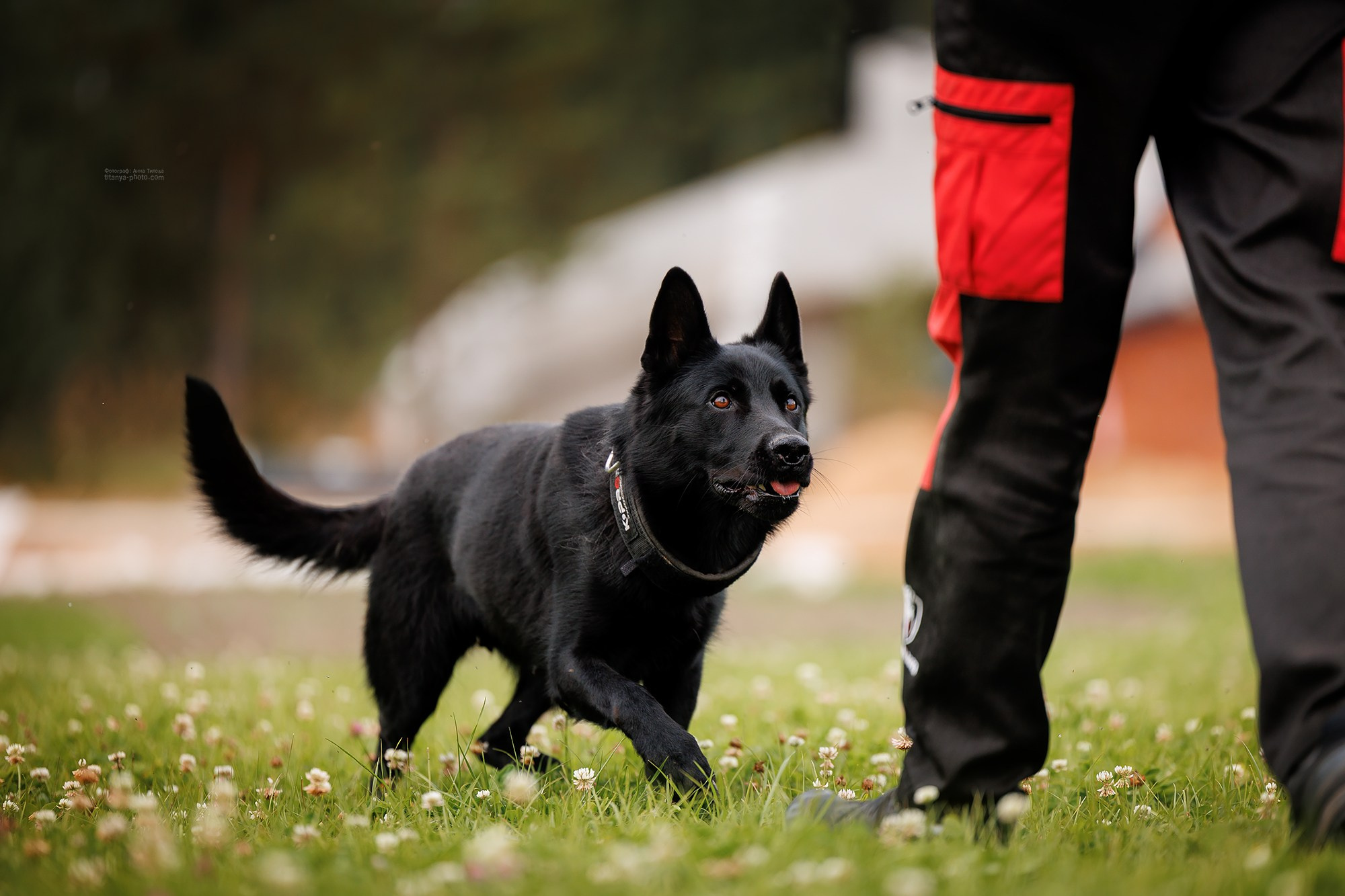 Тренировка по защите в питомнике немецких овчарок «Легенда Волги». Фотограф собак, фотограф-анималист Аня Титова (Titanya). Москва
