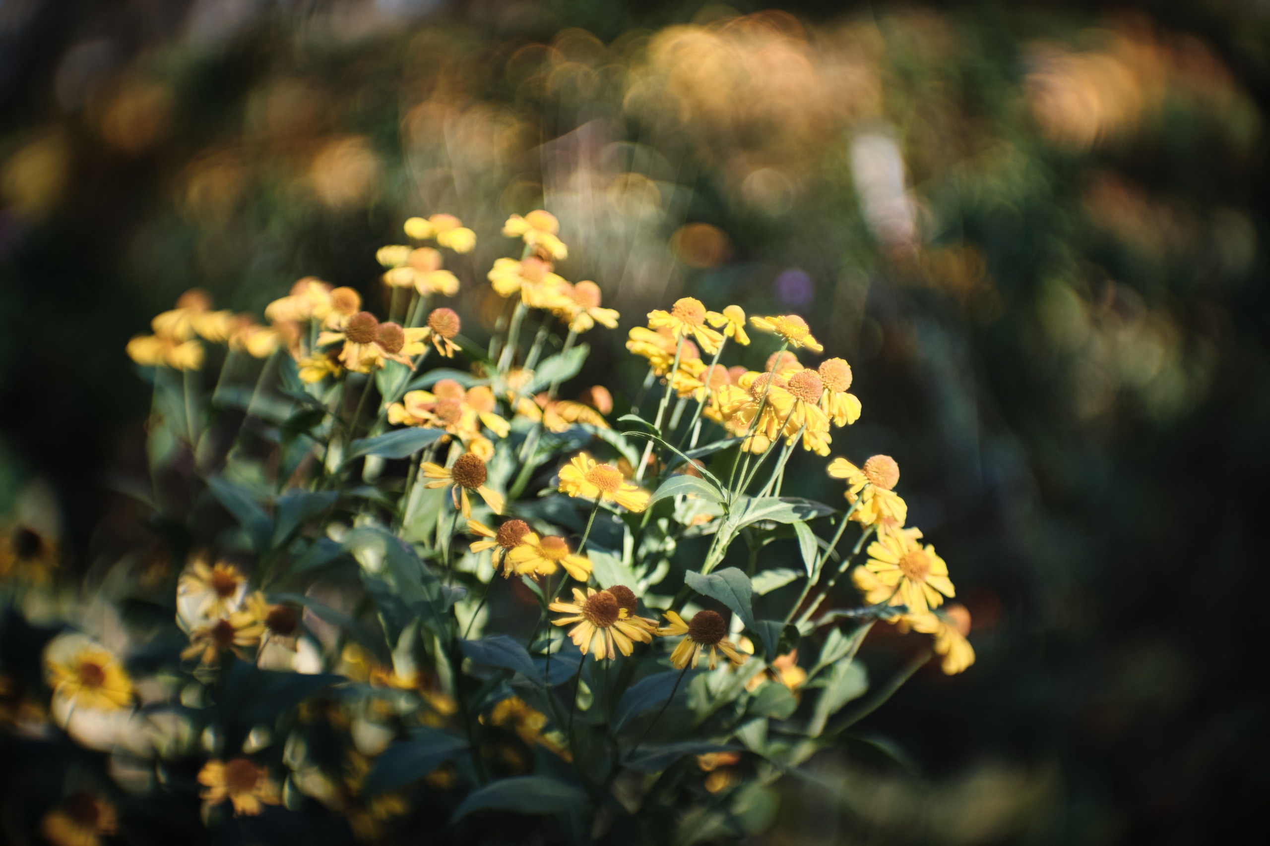 Цветочно-бокешные. Фотограф портретный архитектурный лавстори будуар Санкт-Петербург Виктор Иванов