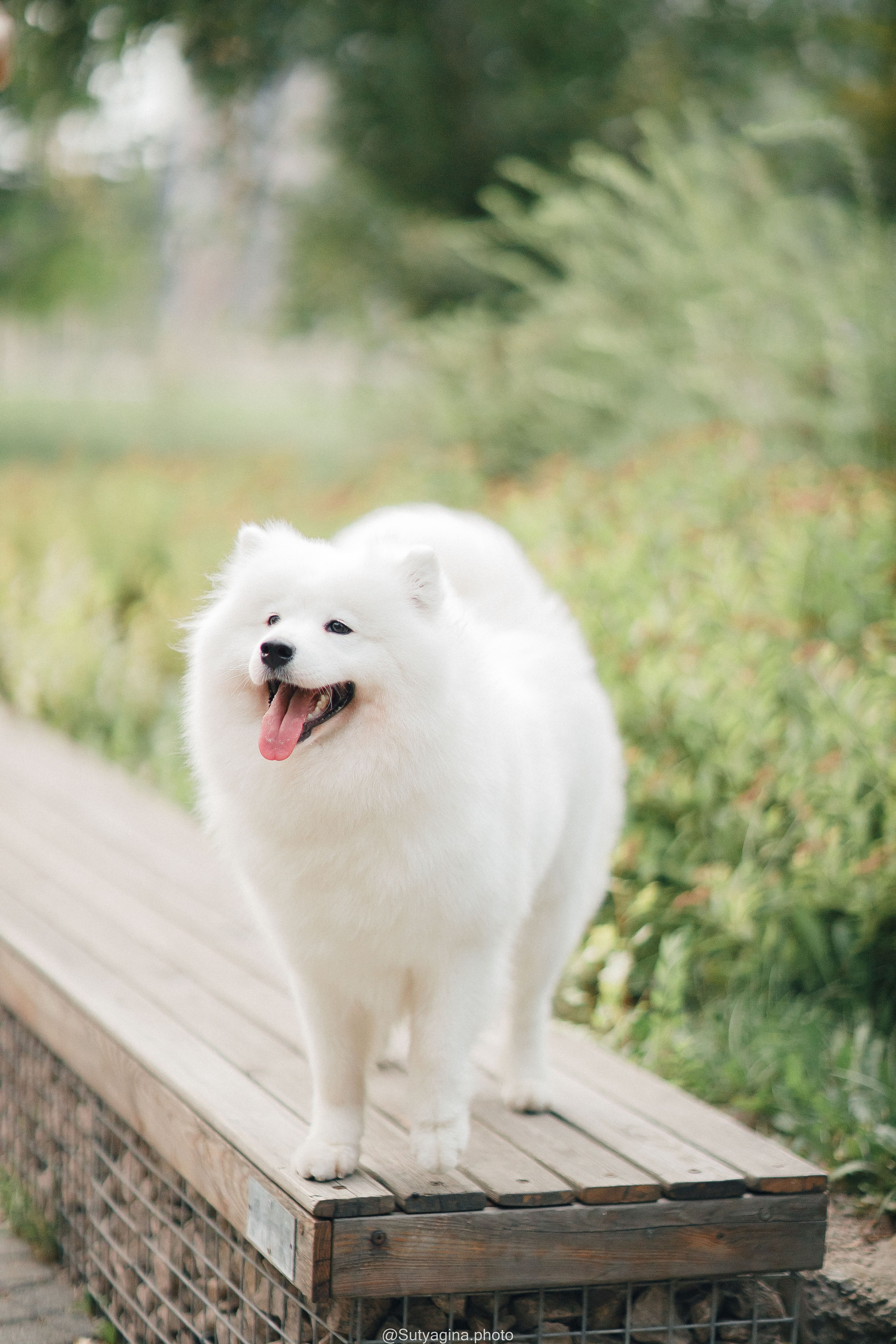 Самоед Рея. Свадебный и женский фотограф