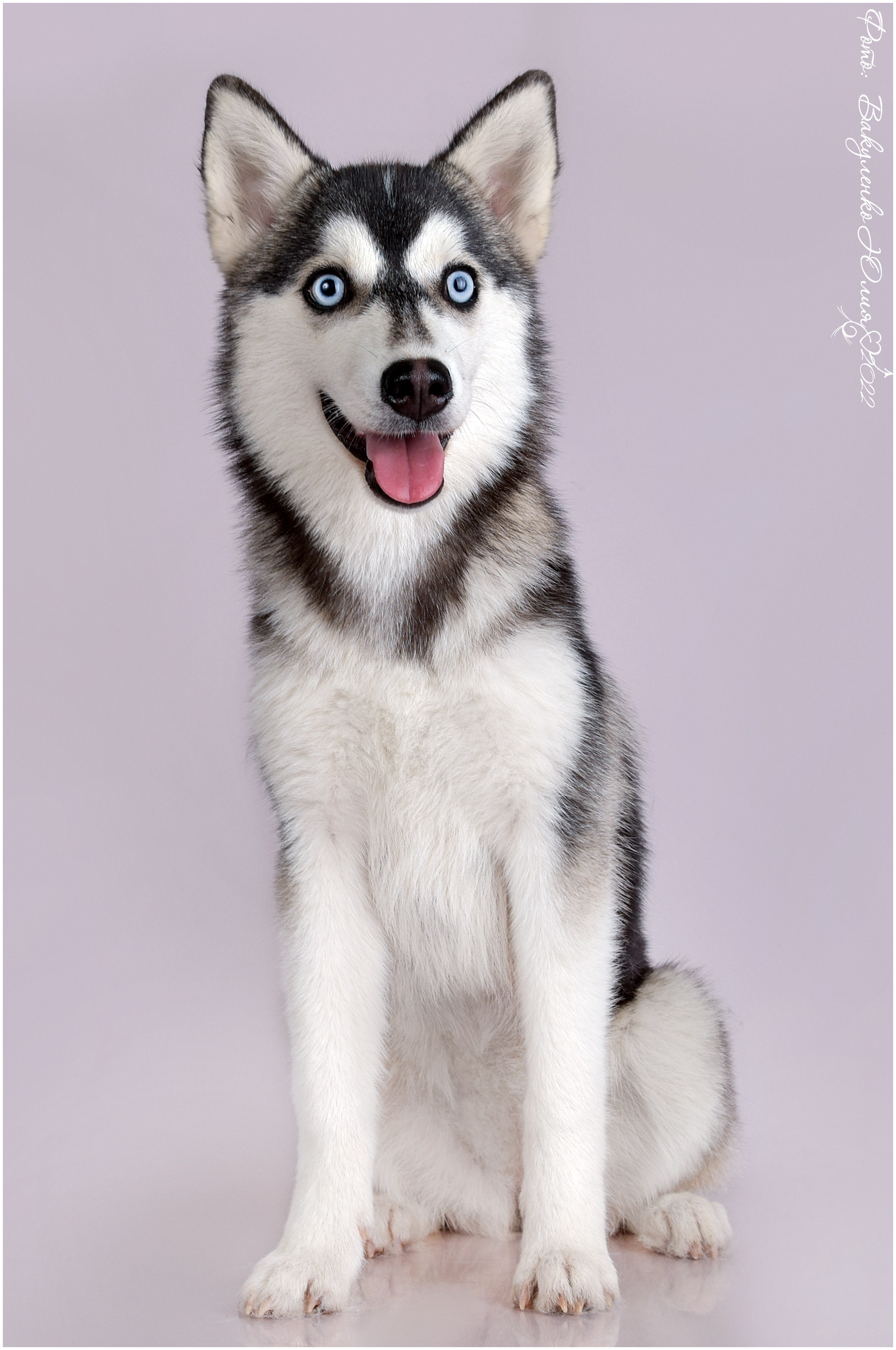 Студийная съемка. Фотограф анималист | семейный Юлия Вакуленко, г. Краснодар