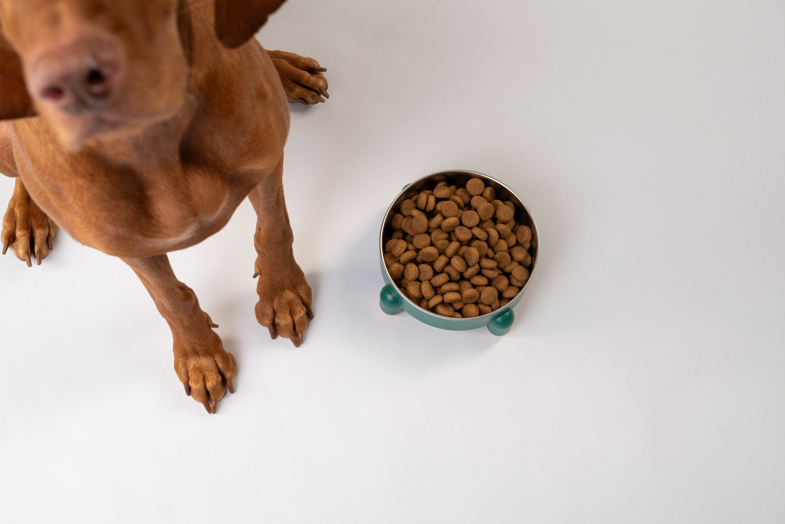 Миски. Фотограф анималист Осипчикова Мария