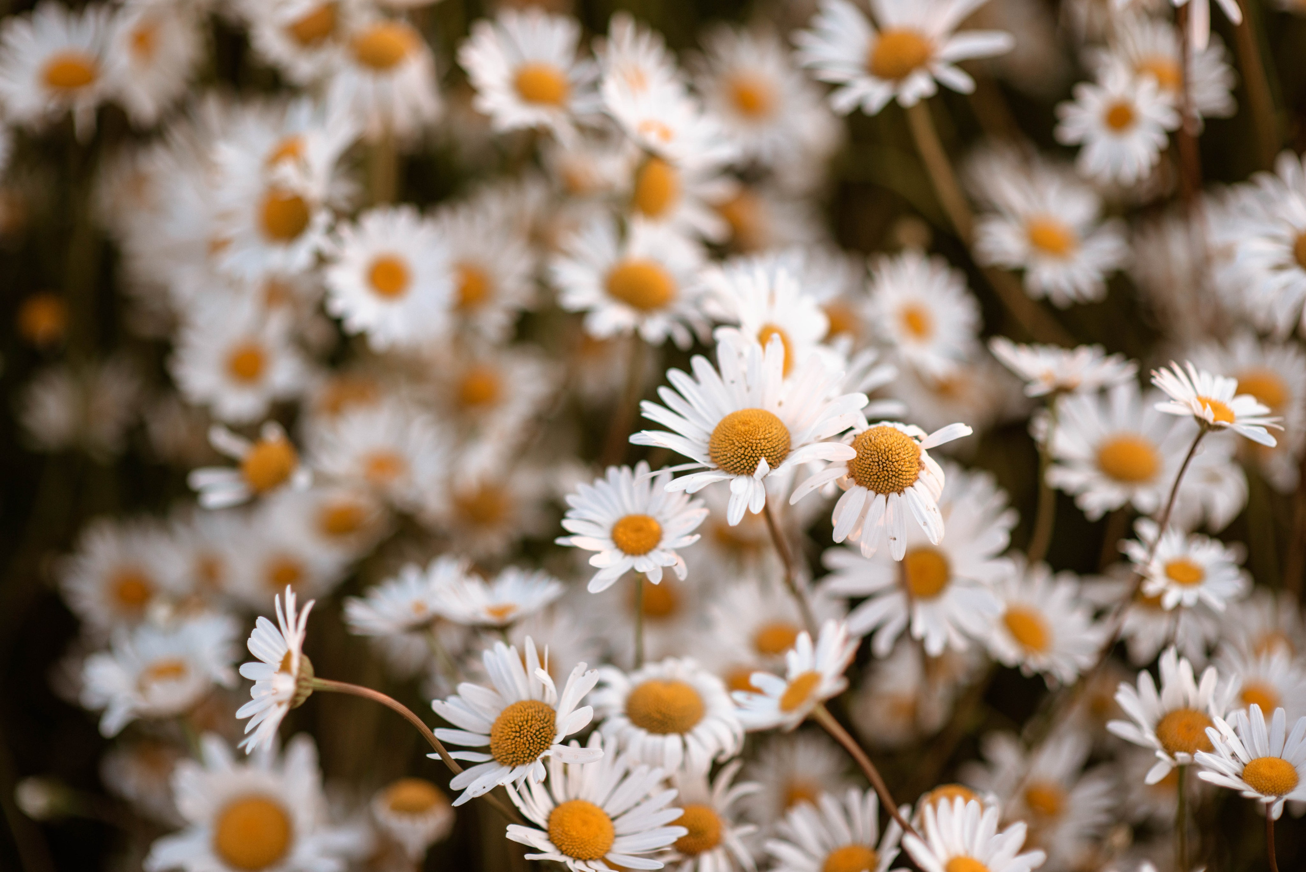 Семья. Свадебный Фотограф в Твери Анастасия Булкина