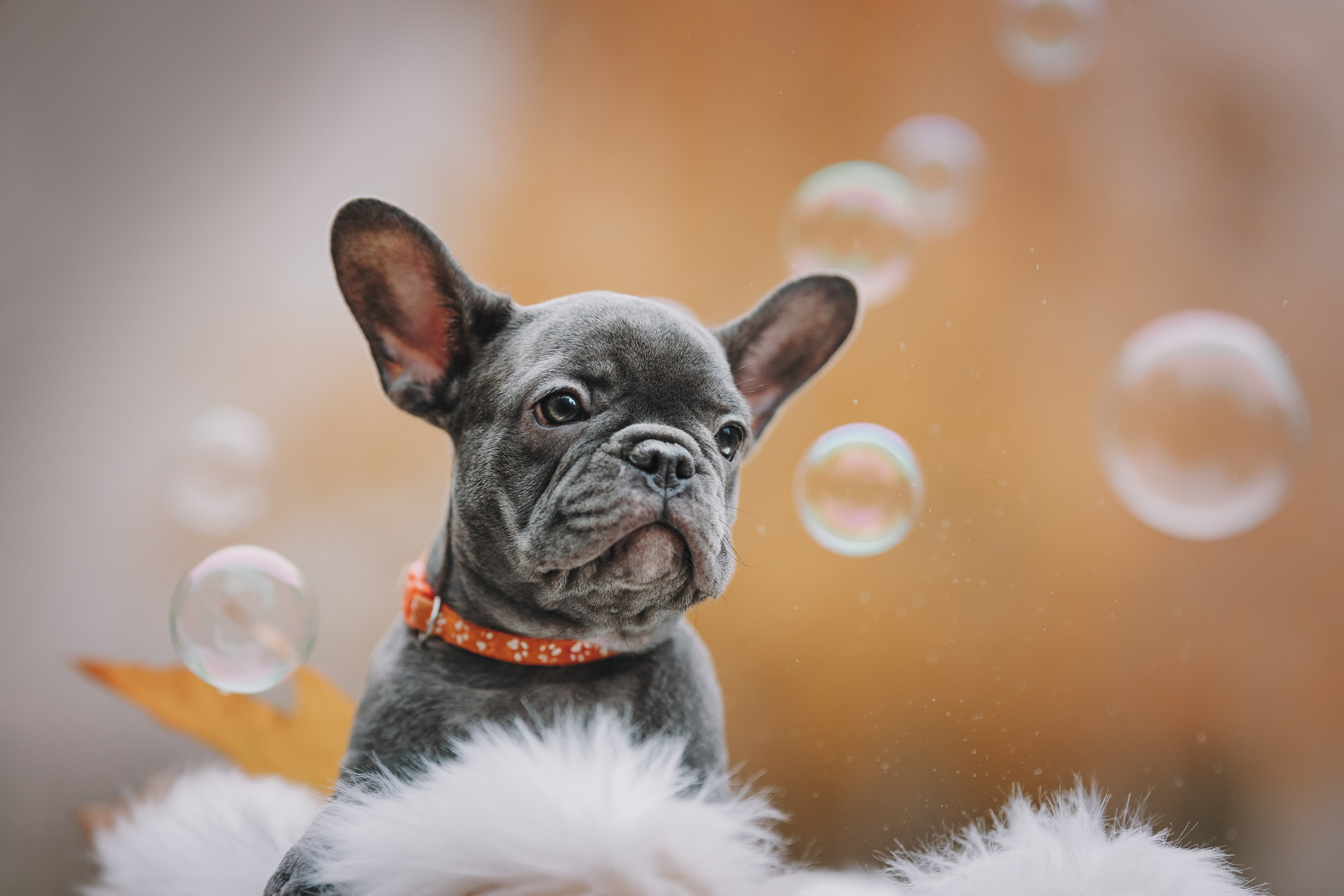 Французские бульдоги. Фотограф анималист Осипчикова Мария