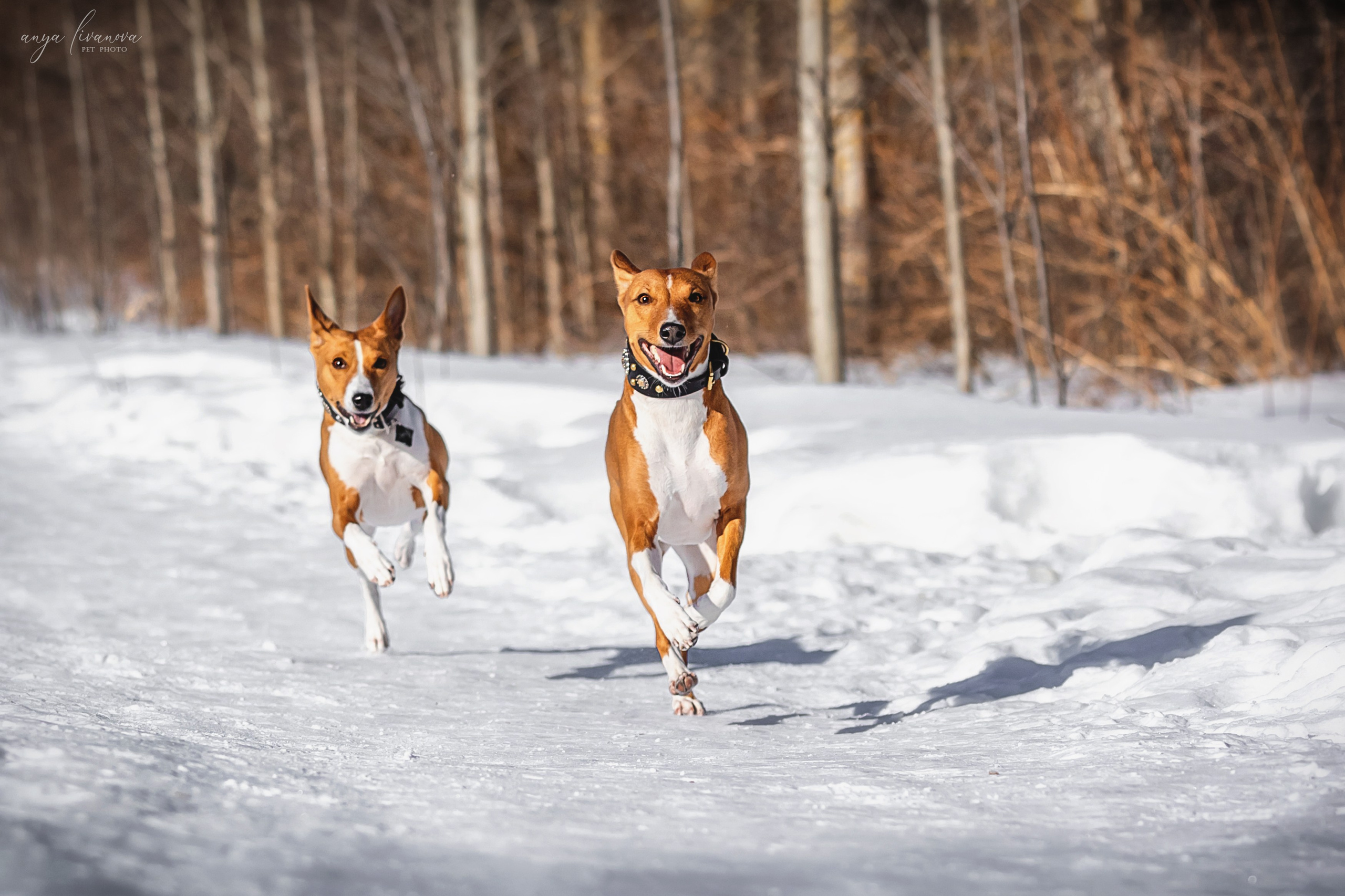 Одри и Ника. Фотограф анималист Аня Ливанова | Рыбинск