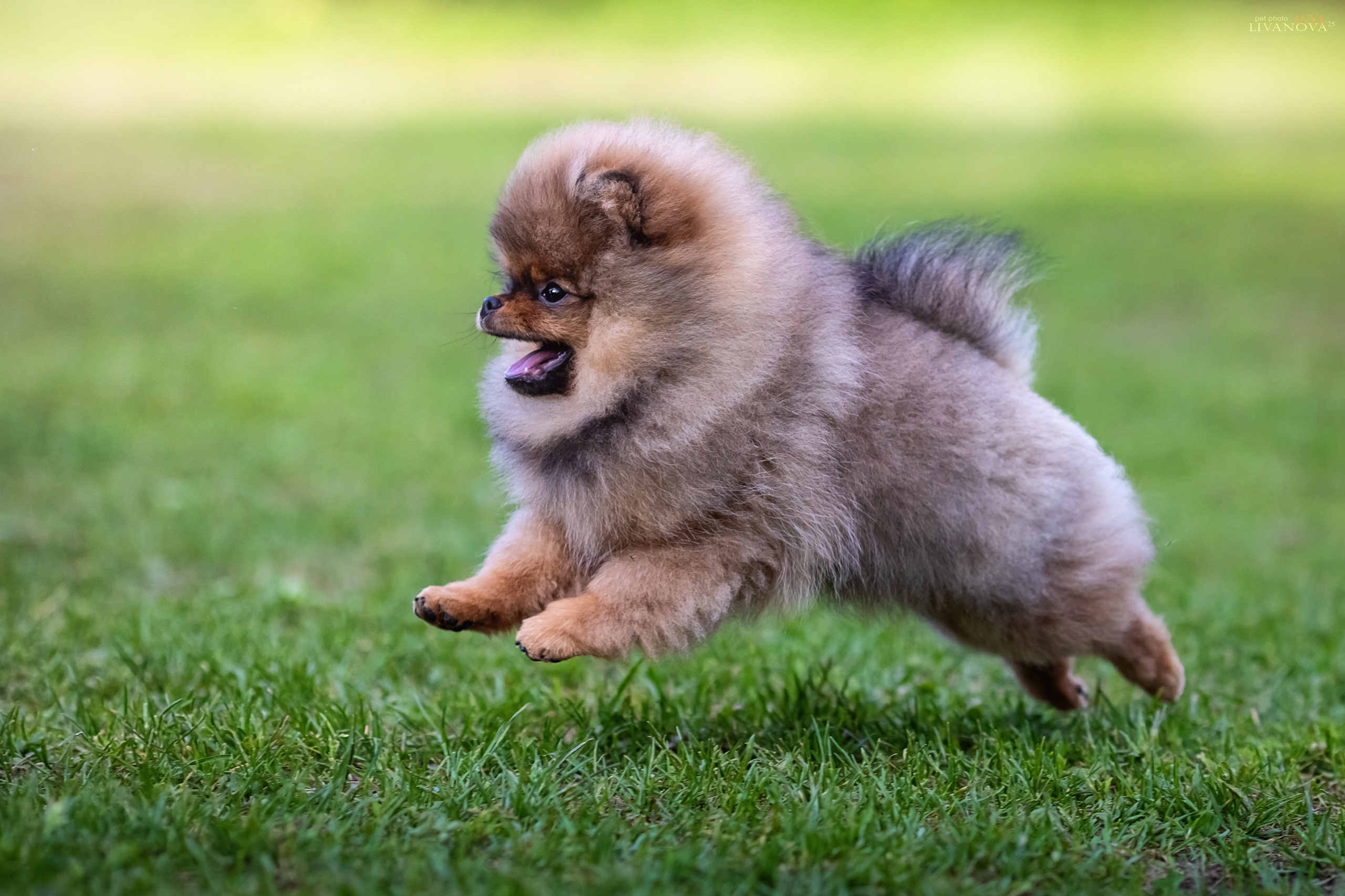 Шпицы. Фотограф анималист Аня Ливанова | Рыбинск