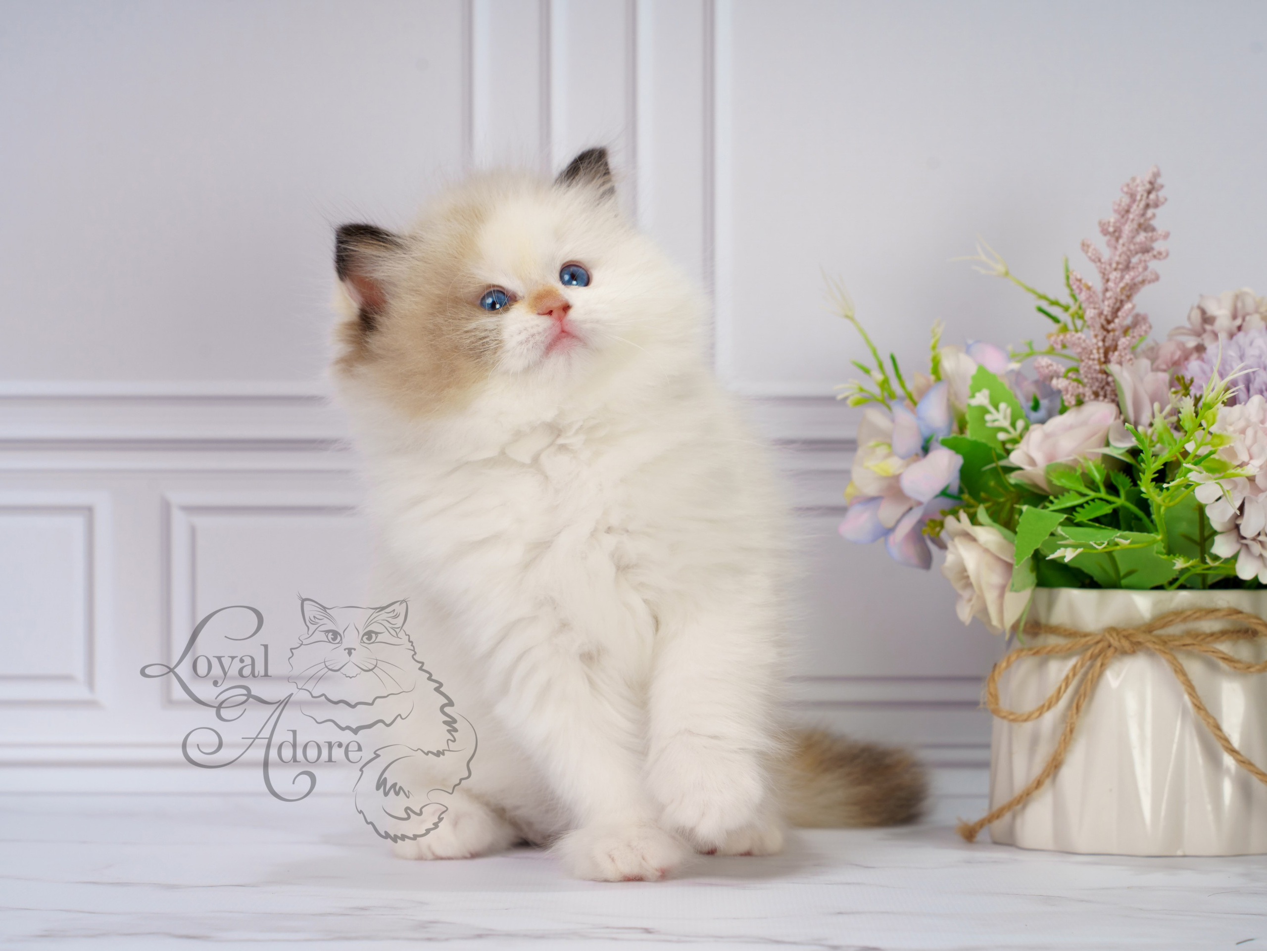 Котята рэгдолл от Loyal Adore. Питомник рэгдолл Loyal Adore