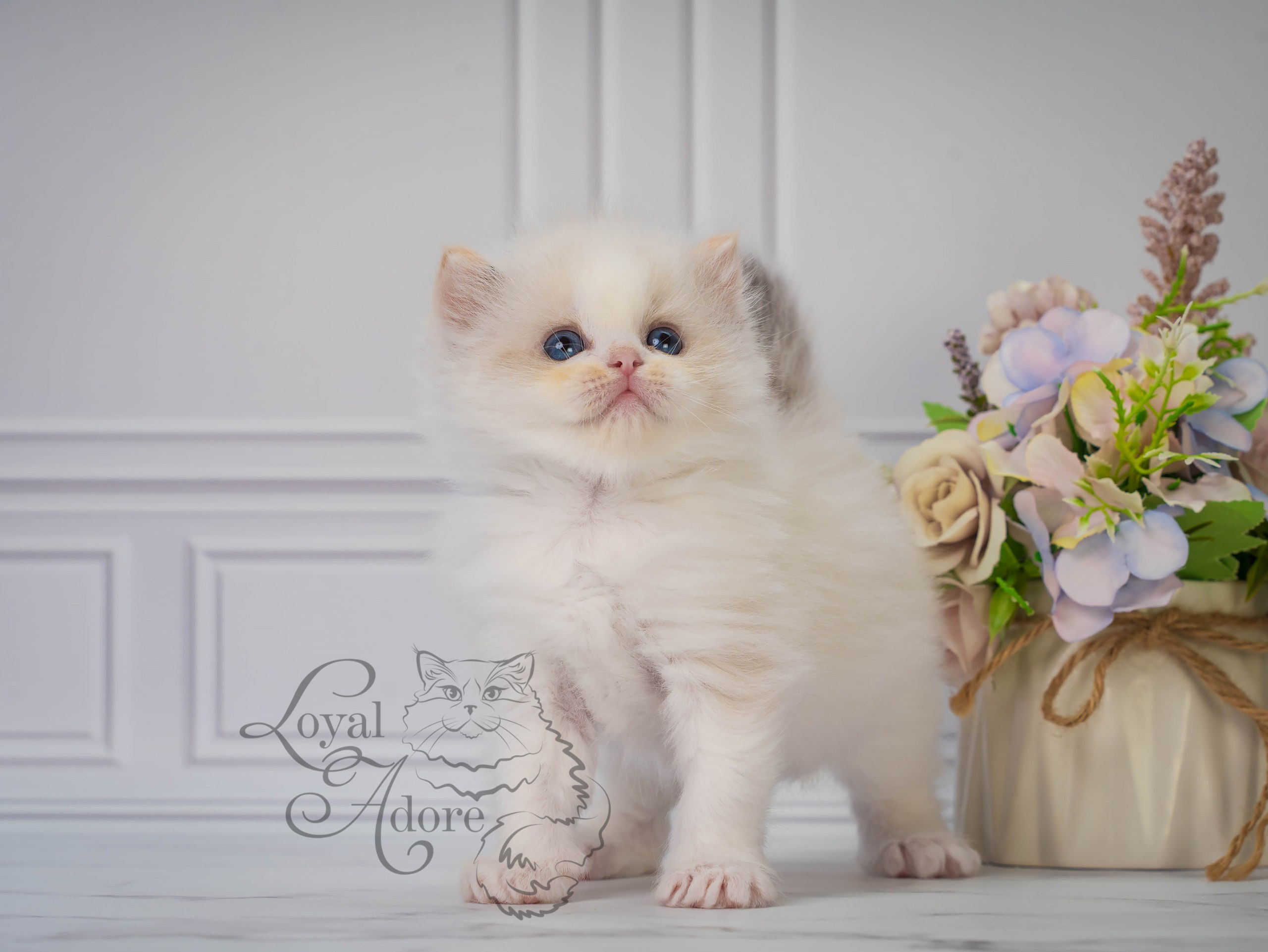 Котята рэгдолл от Loyal Adore. Питомник рэгдолл Loyal Adore