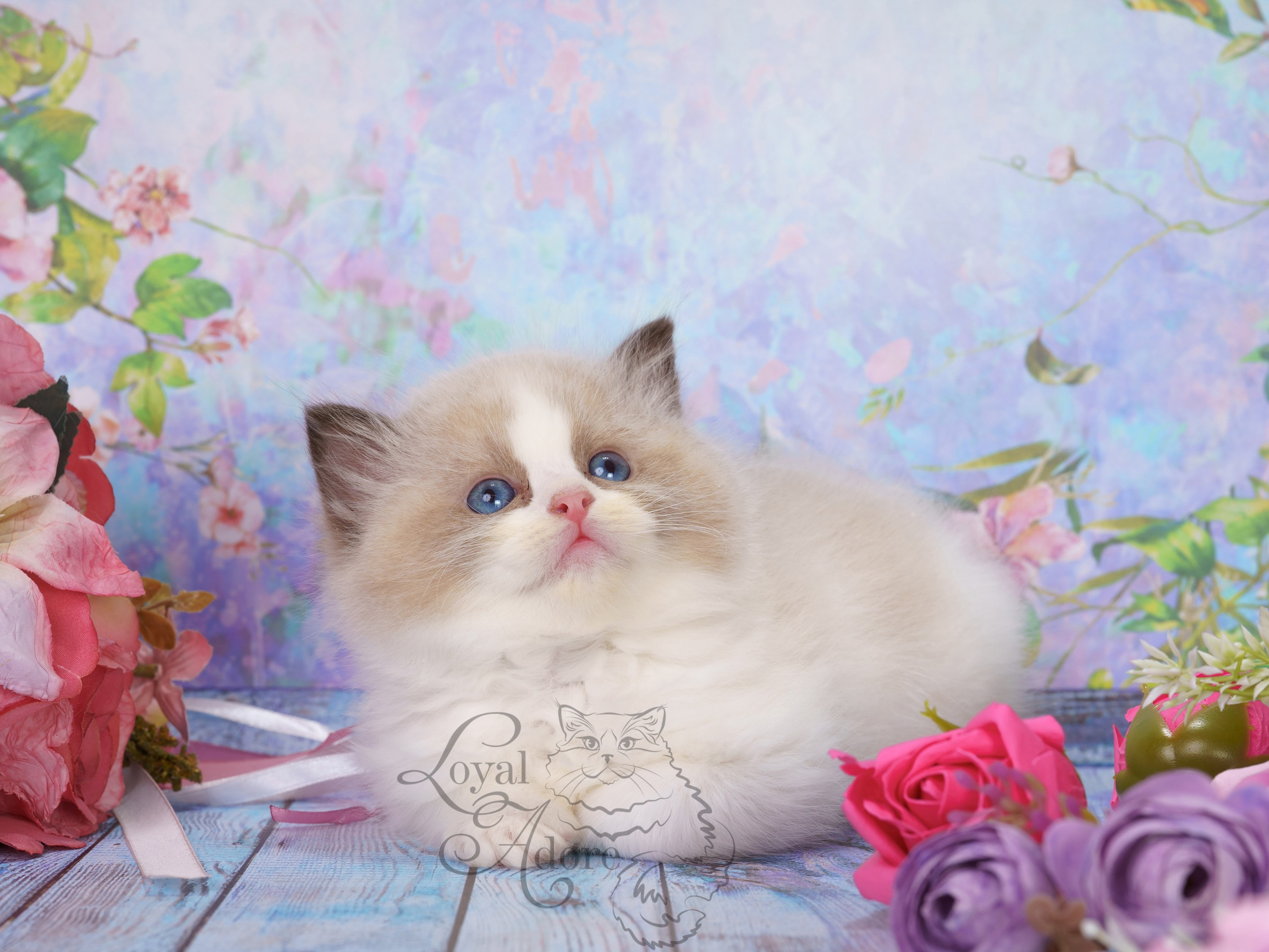 Котята рэгдолл от Loyal Adore. Питомник рэгдолл Loyal Adore