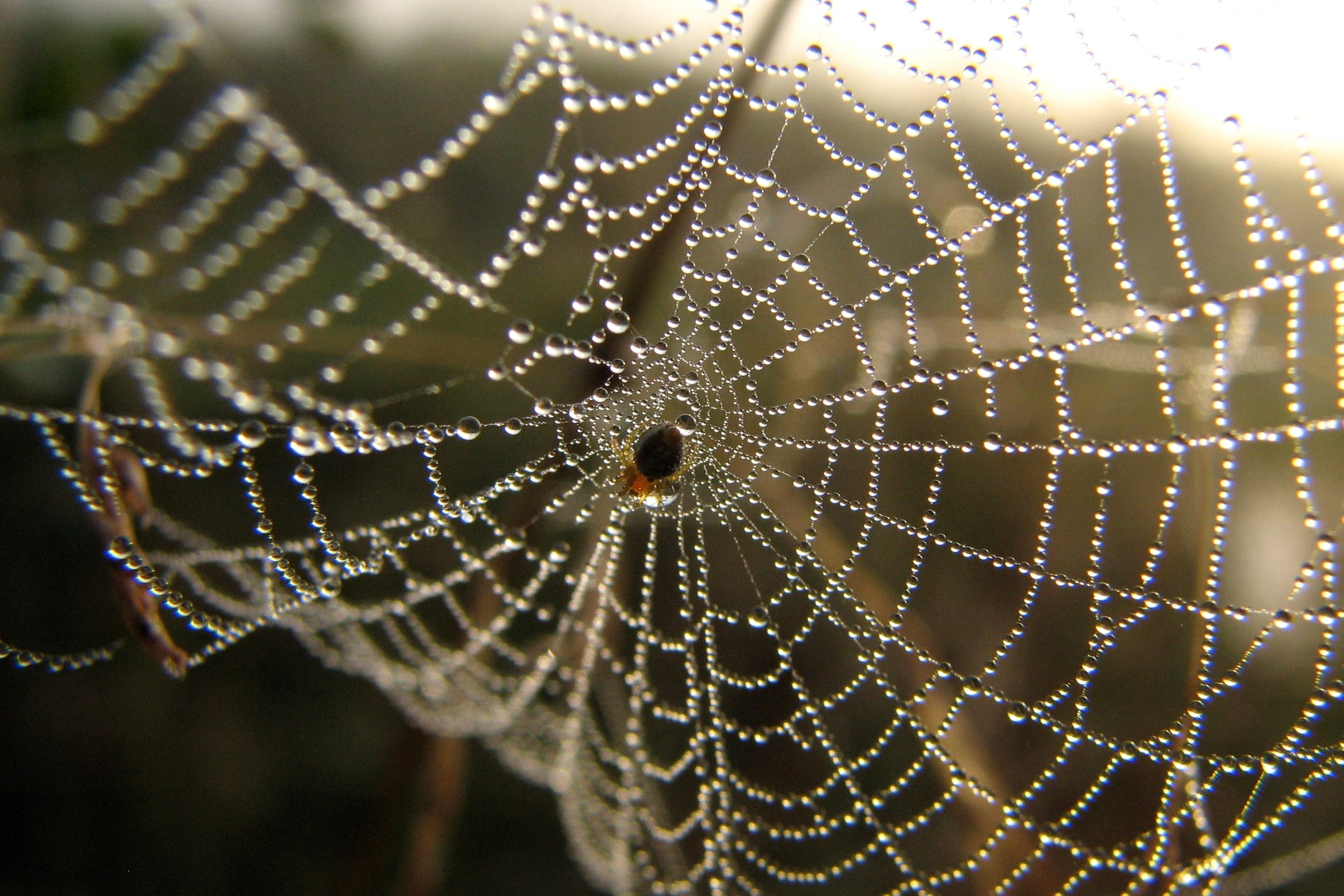 Хитин. Семоха Валерий. Фотограф
