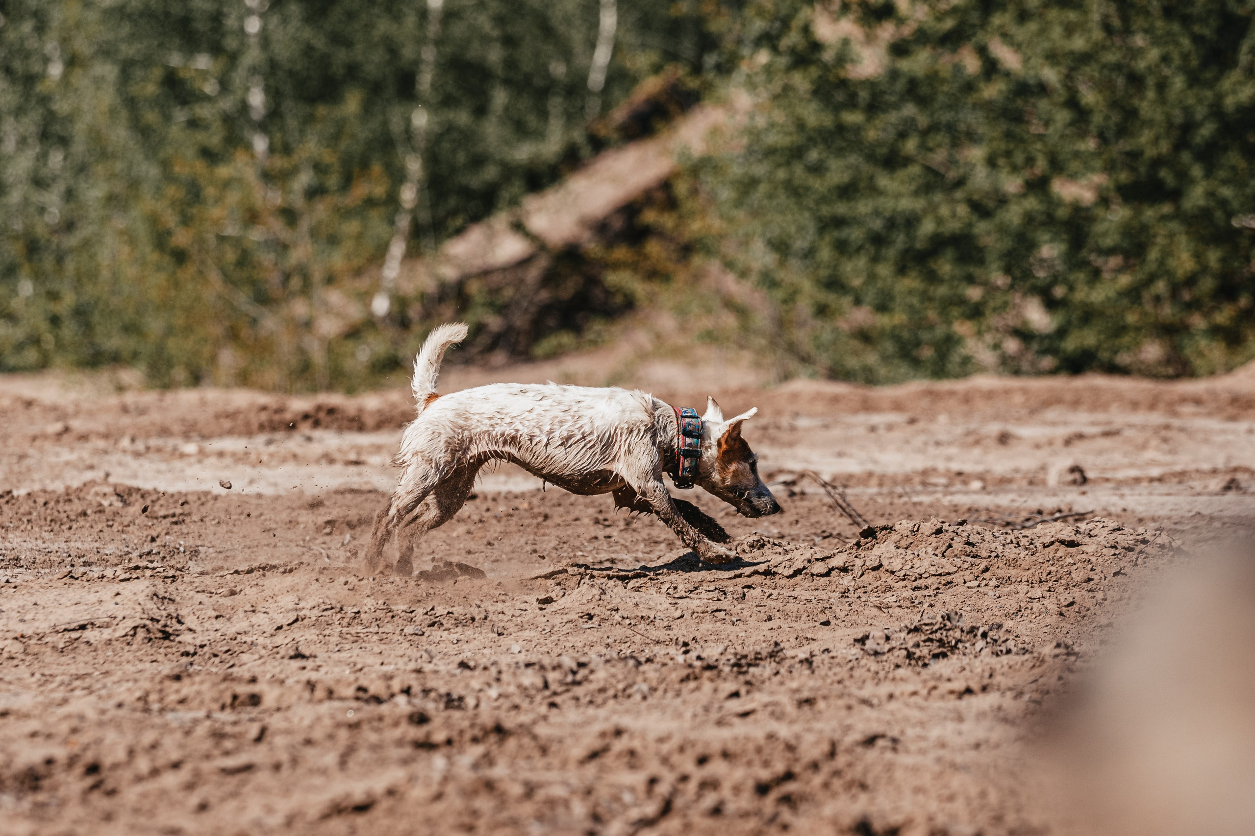 Кондуки. Фотограф-анималист Татьяна Степанова