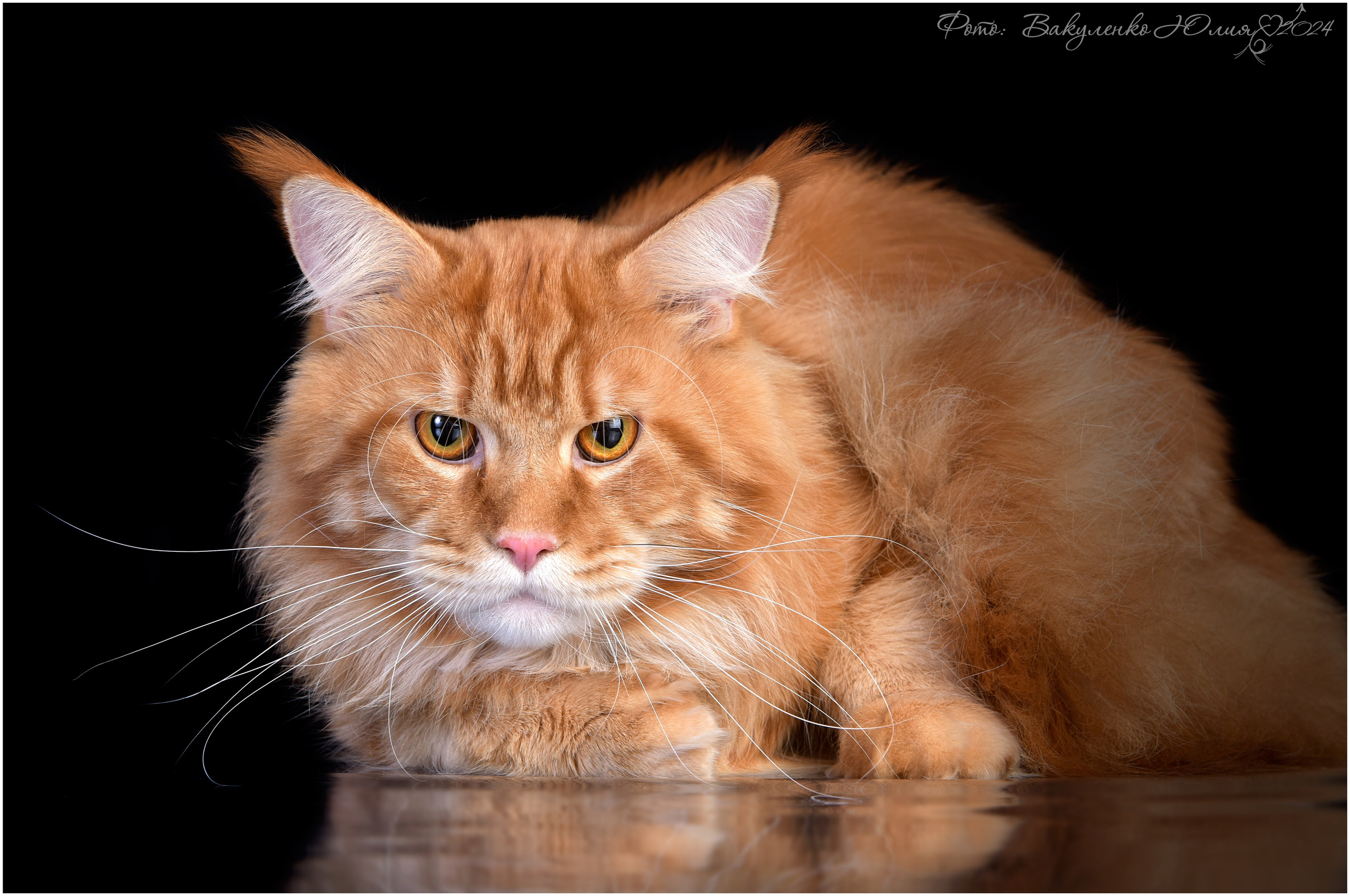 Взрослые. Фотограф анималист | семейный Юлия Вакуленко, г. Краснодар